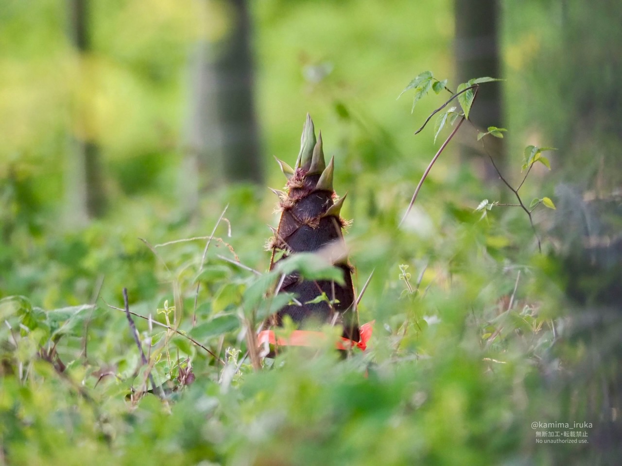 2025/04/17 あささんぽ