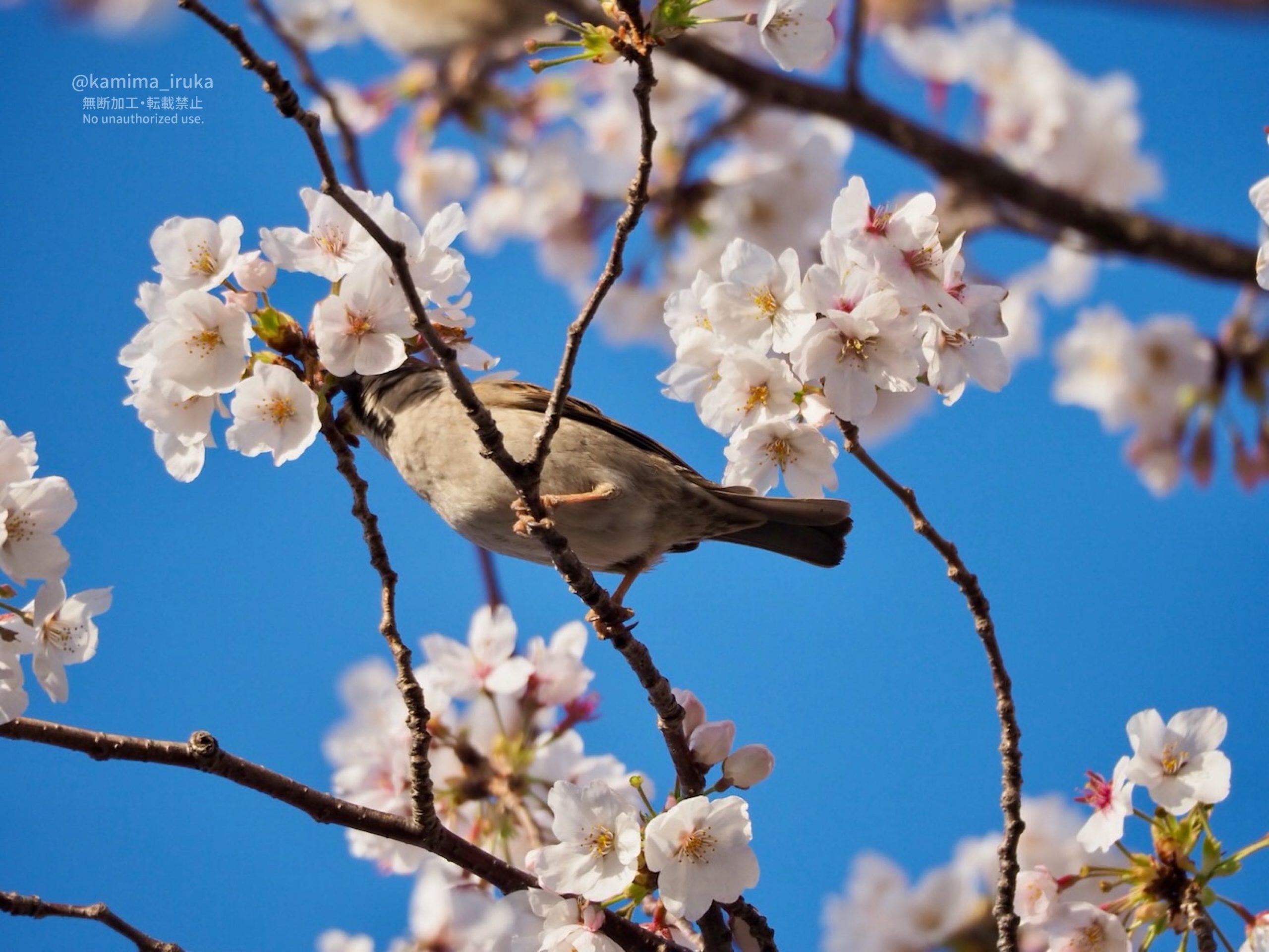 2025/04/06 あささんぽ