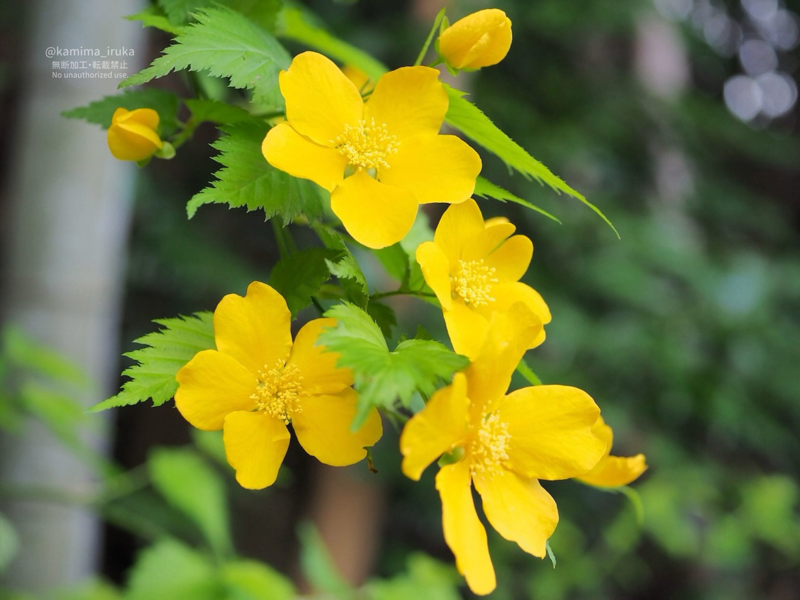 2025/04/07 あささんぽ