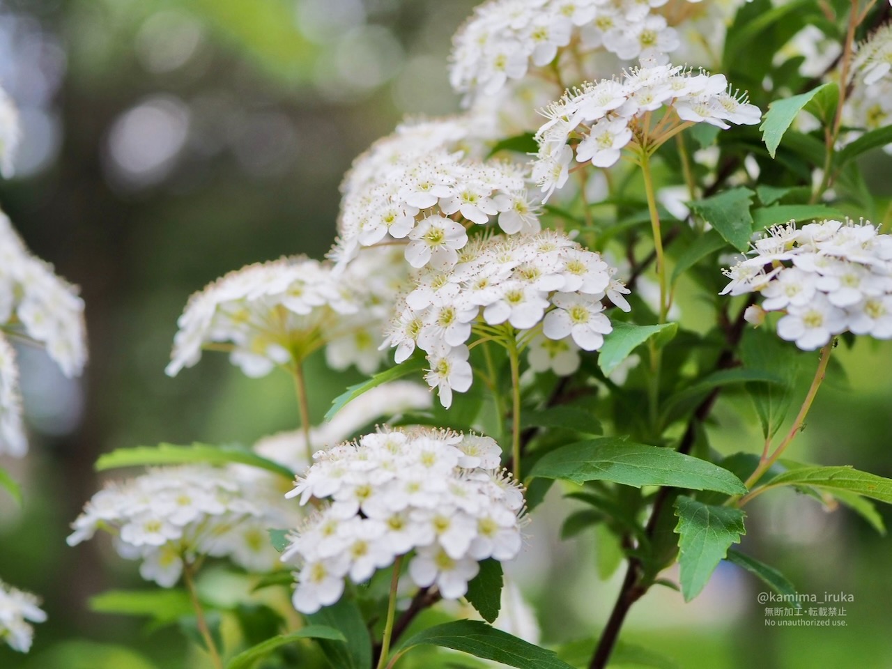 2025/04/26 あささんぽ