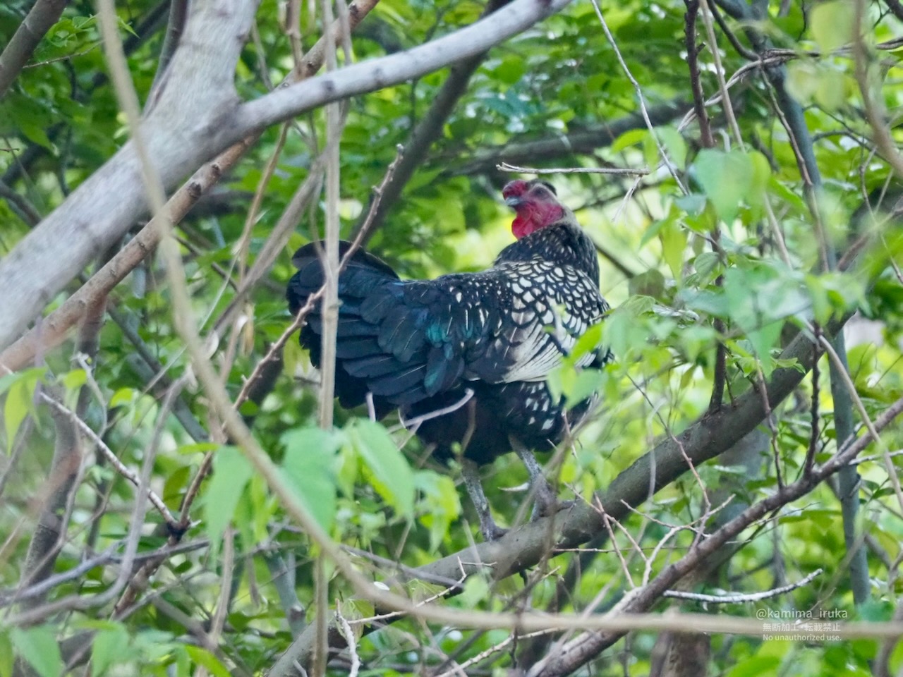 2025/04/27 あささんぽ