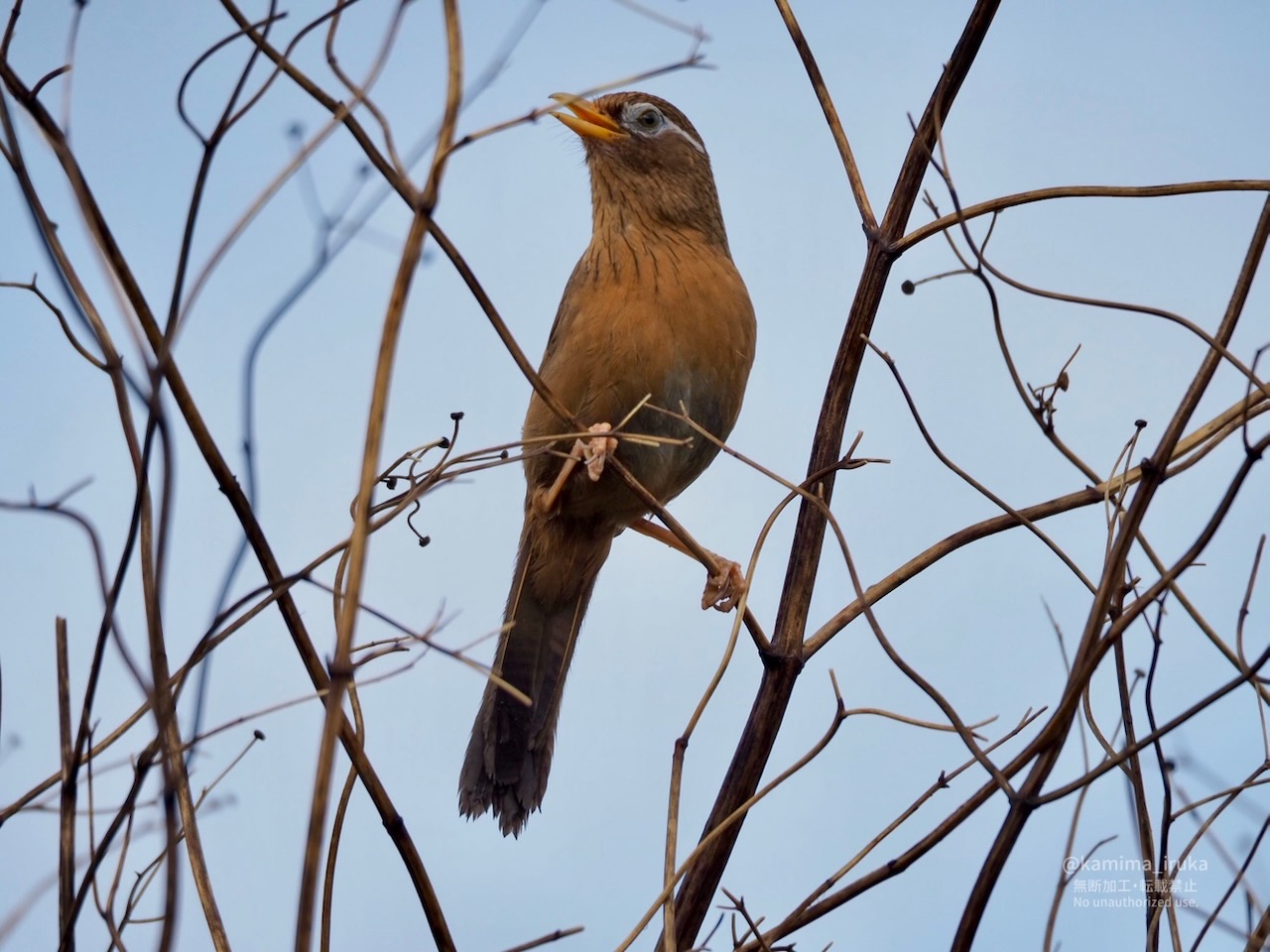 2025/04/29 あささんぽ