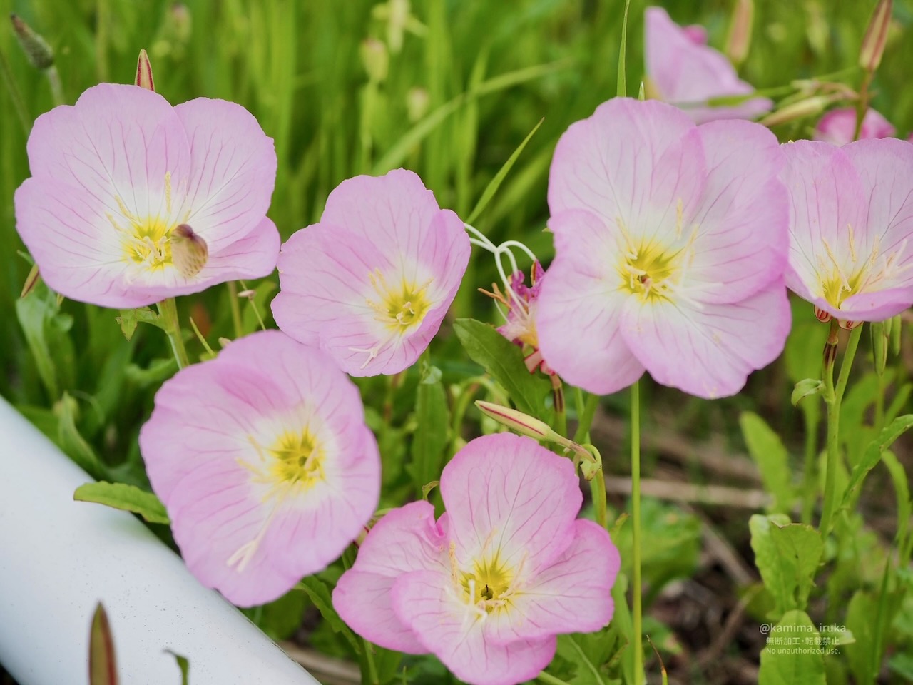 2025/05/04 あささんぽ