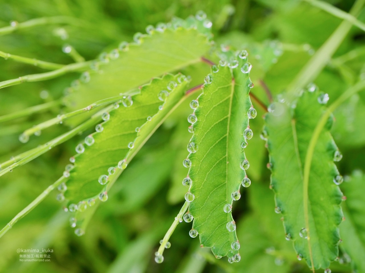 2025/05/05 あささんぽ