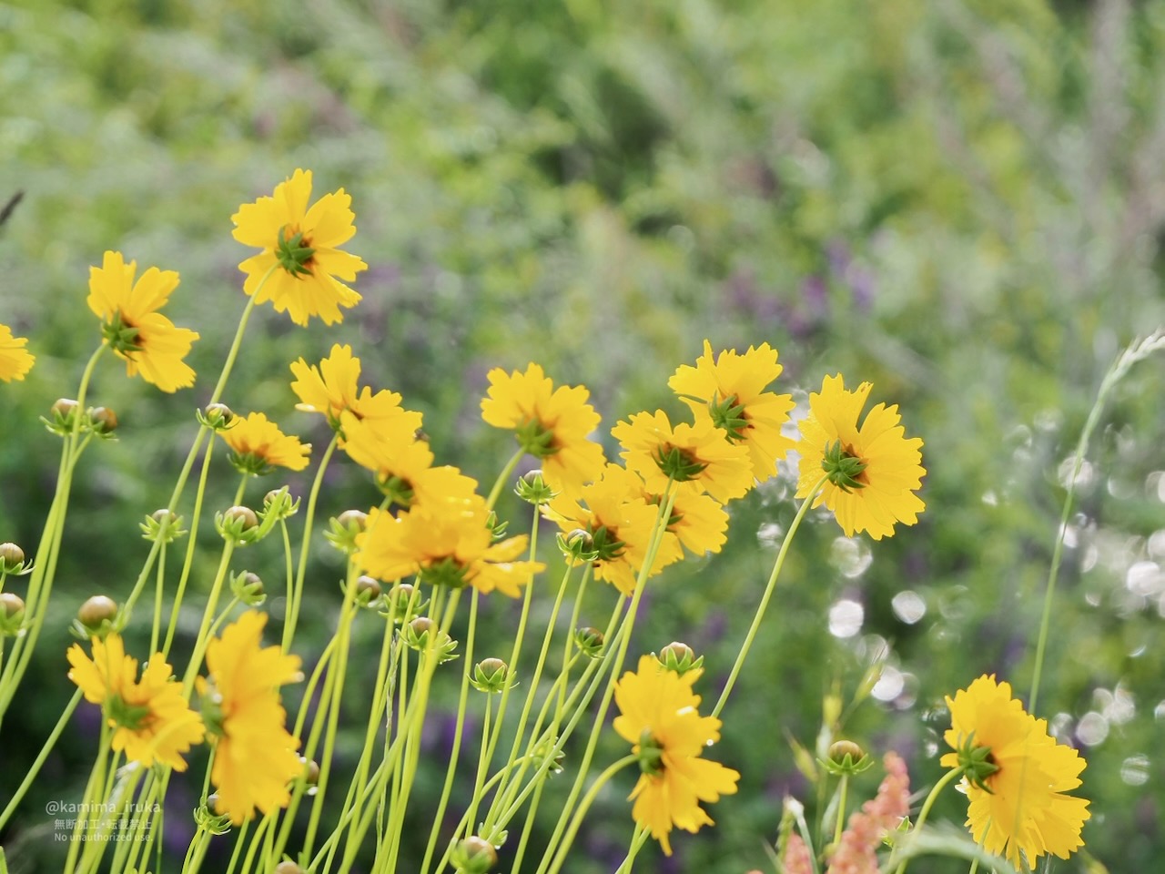 2025/05/14 あささんぽ
