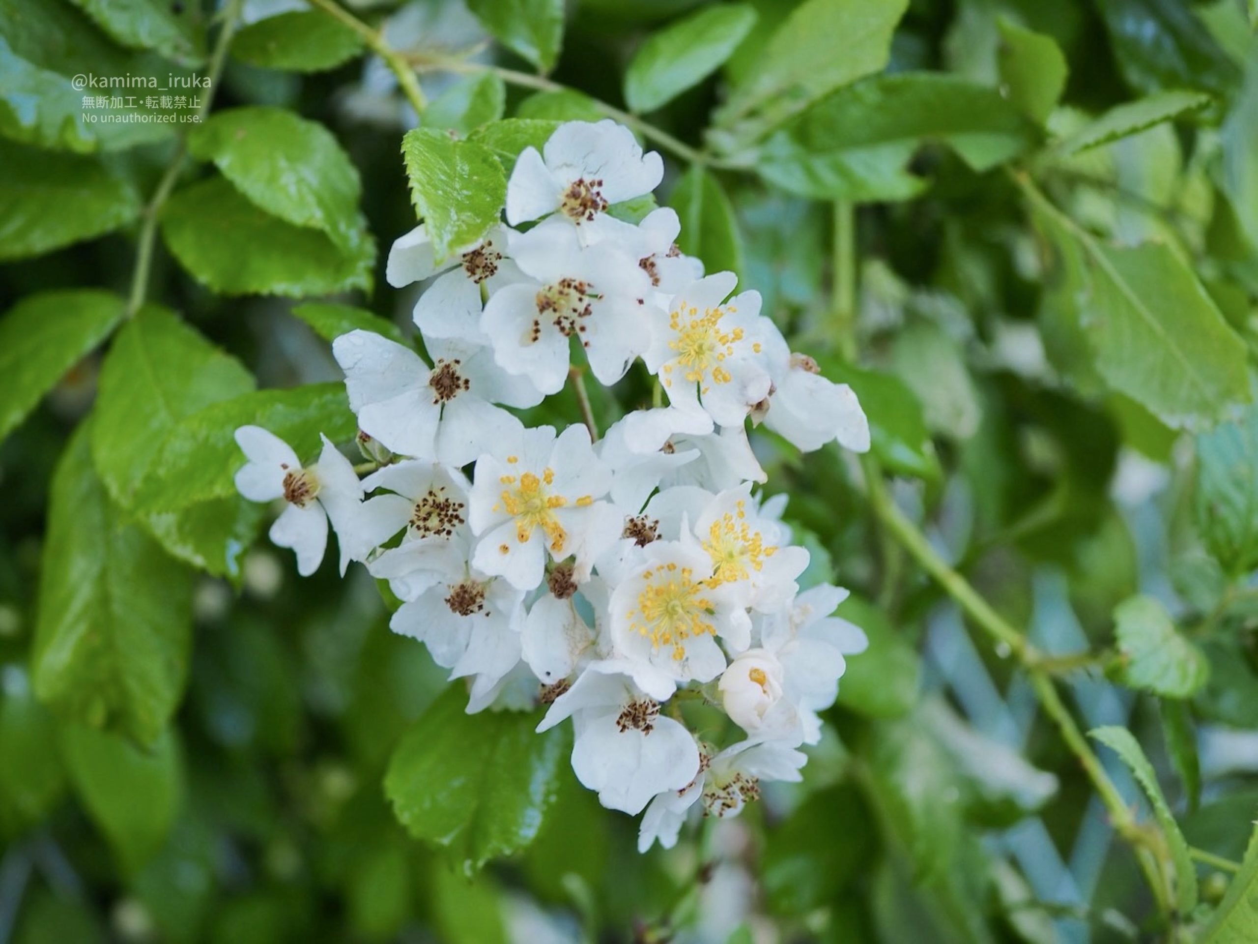 2025/05/07 あささんぽ