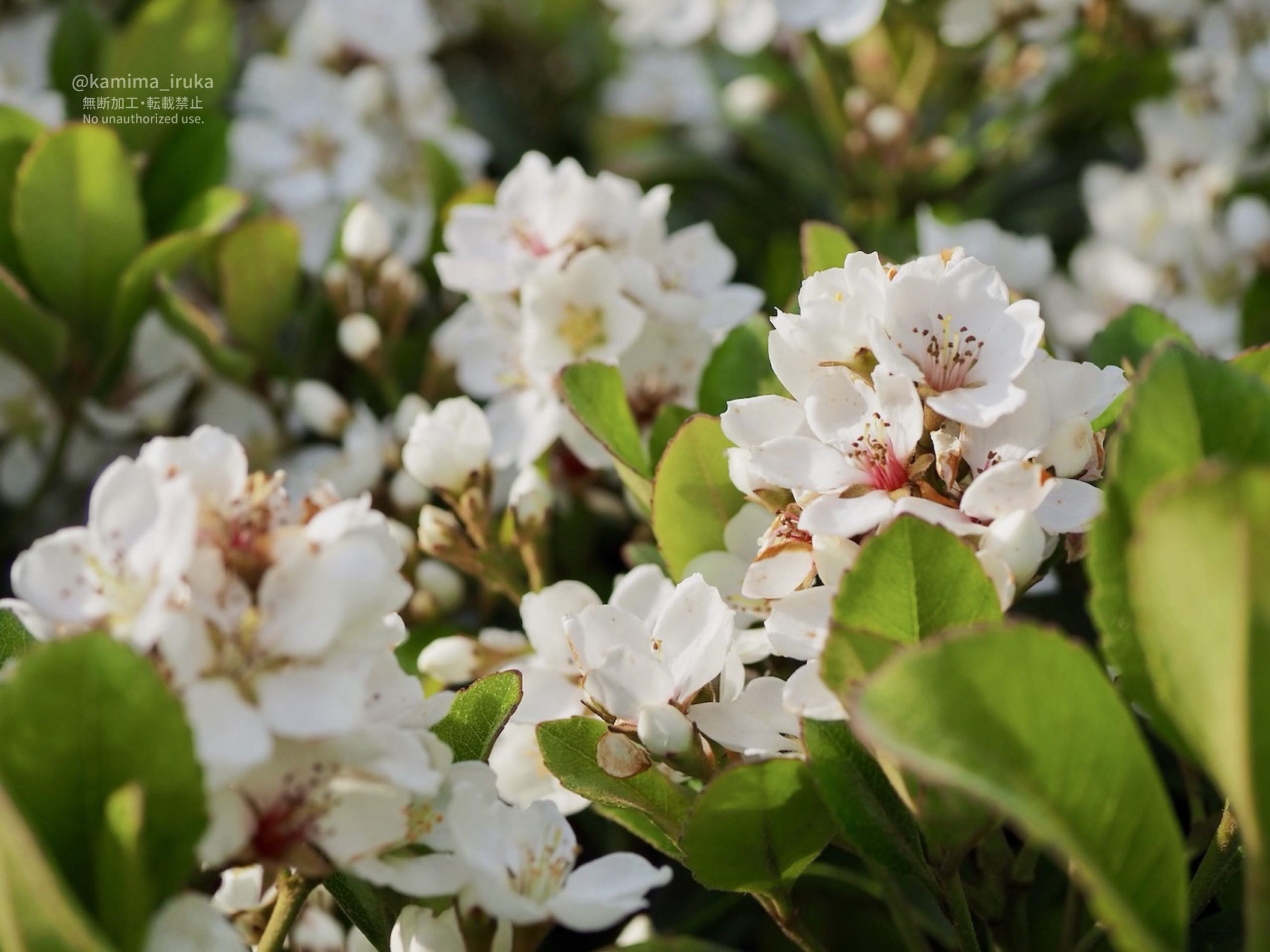 2025/05/08 あささんぽ