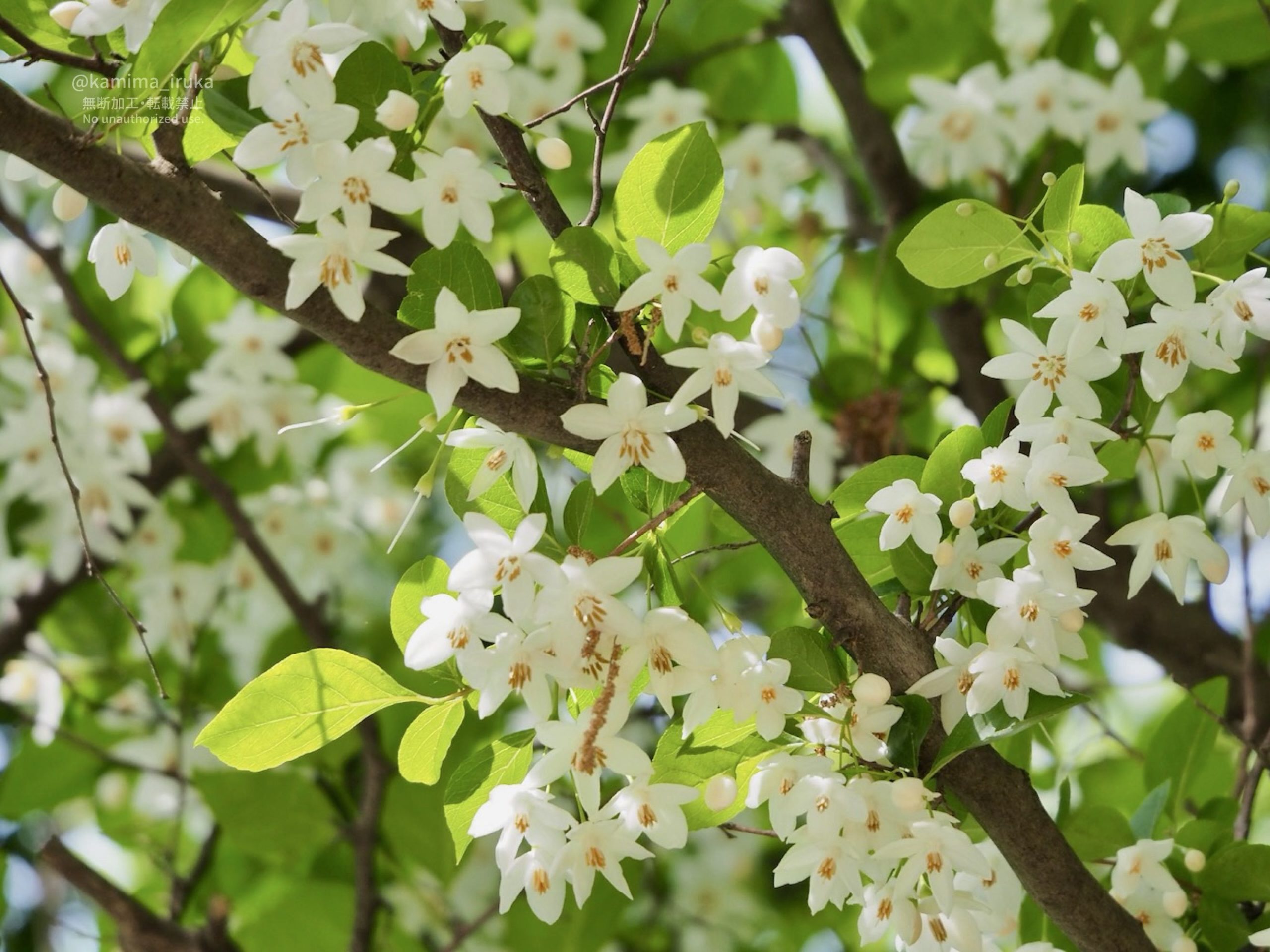 2025/05/15 あささんぽ