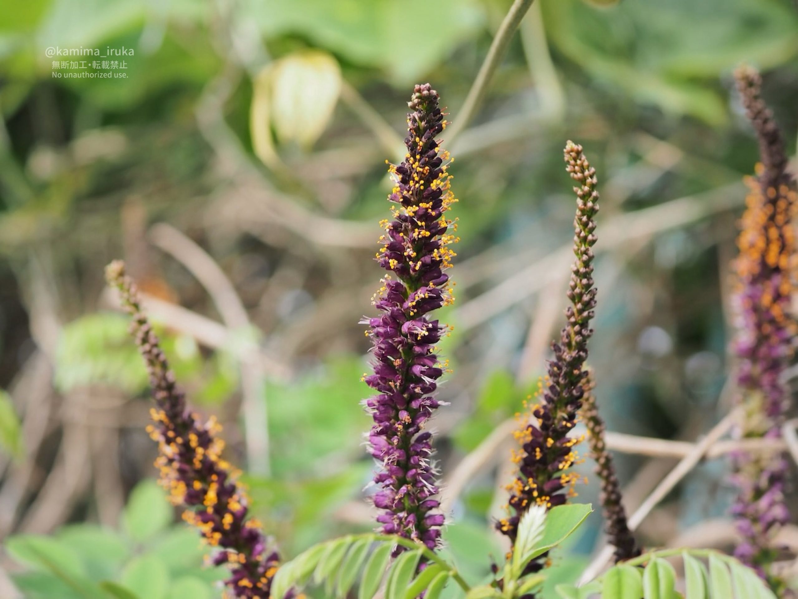 2025/05/18 あささんぽ