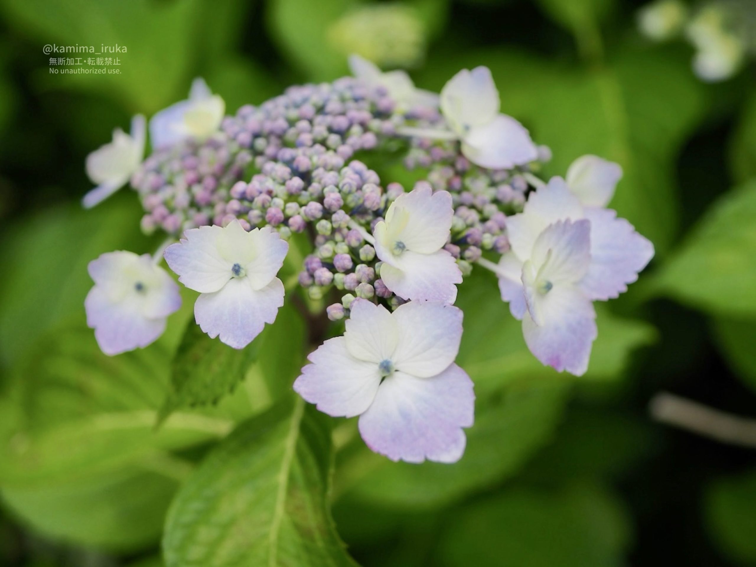 2025/05/26 あささんぽ