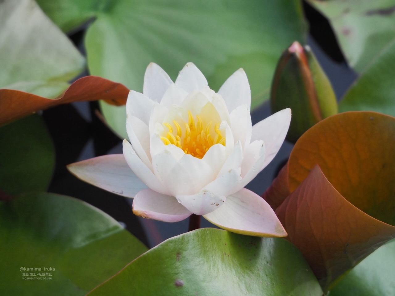 2025/06/16 あささんぽ