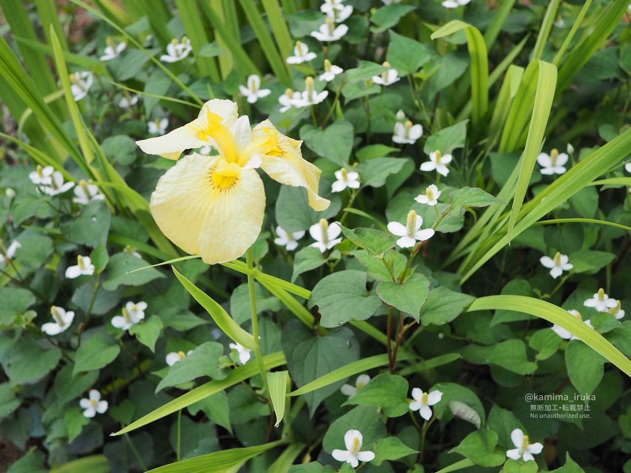 2025/06/19 あささんぽ