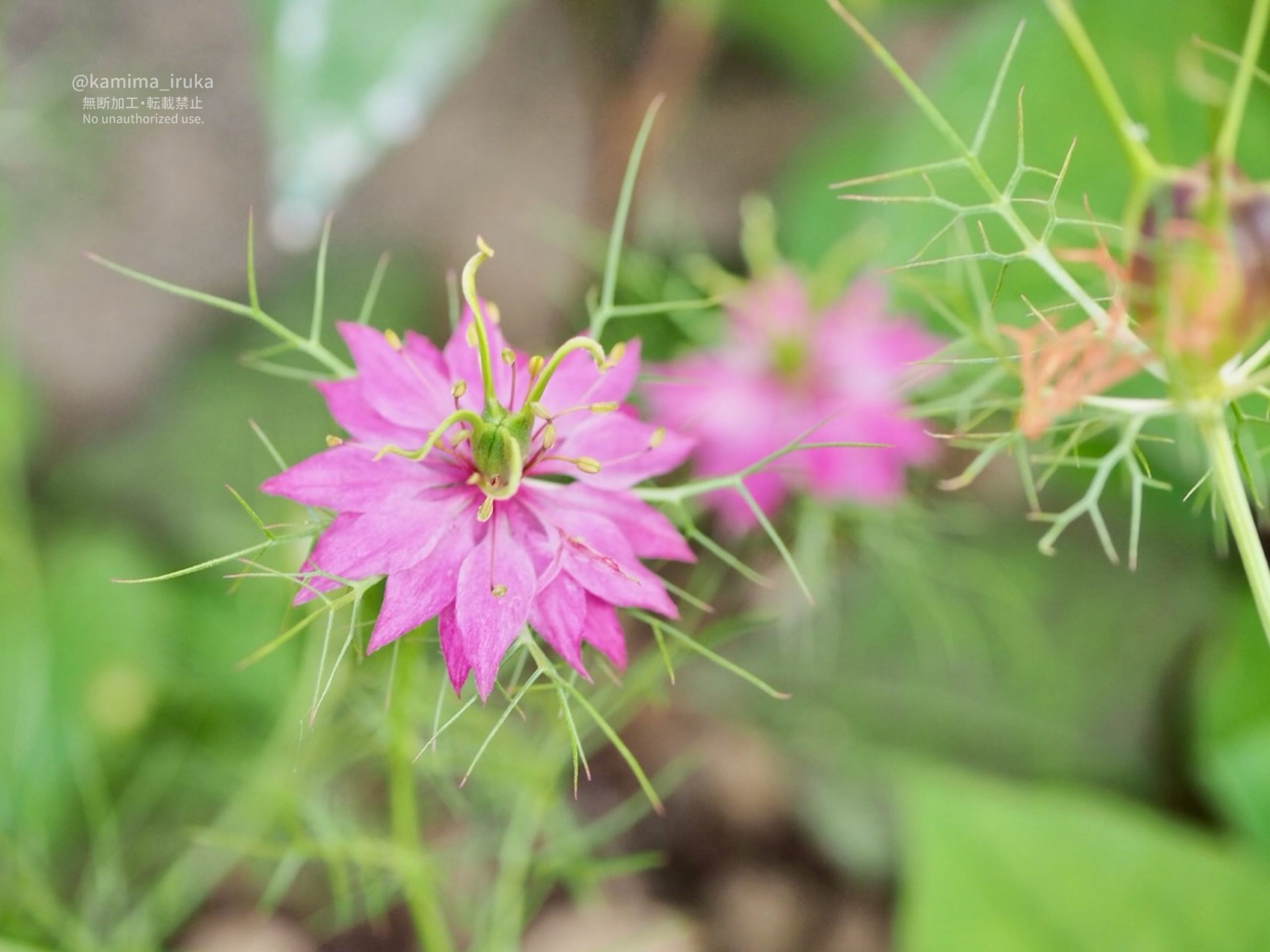 2025/06/10 あささんぽ