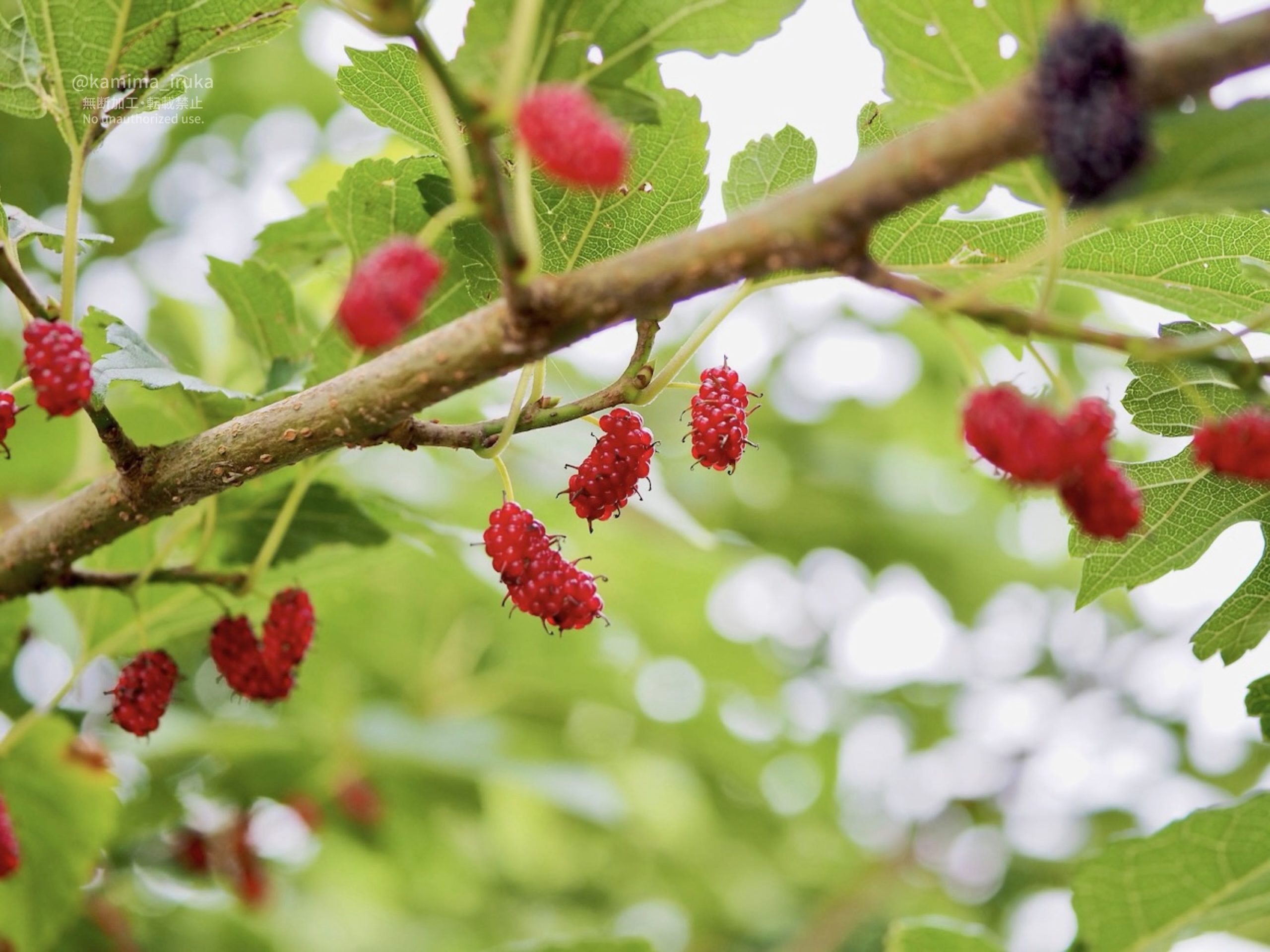 2025/06/25 あささんぽ