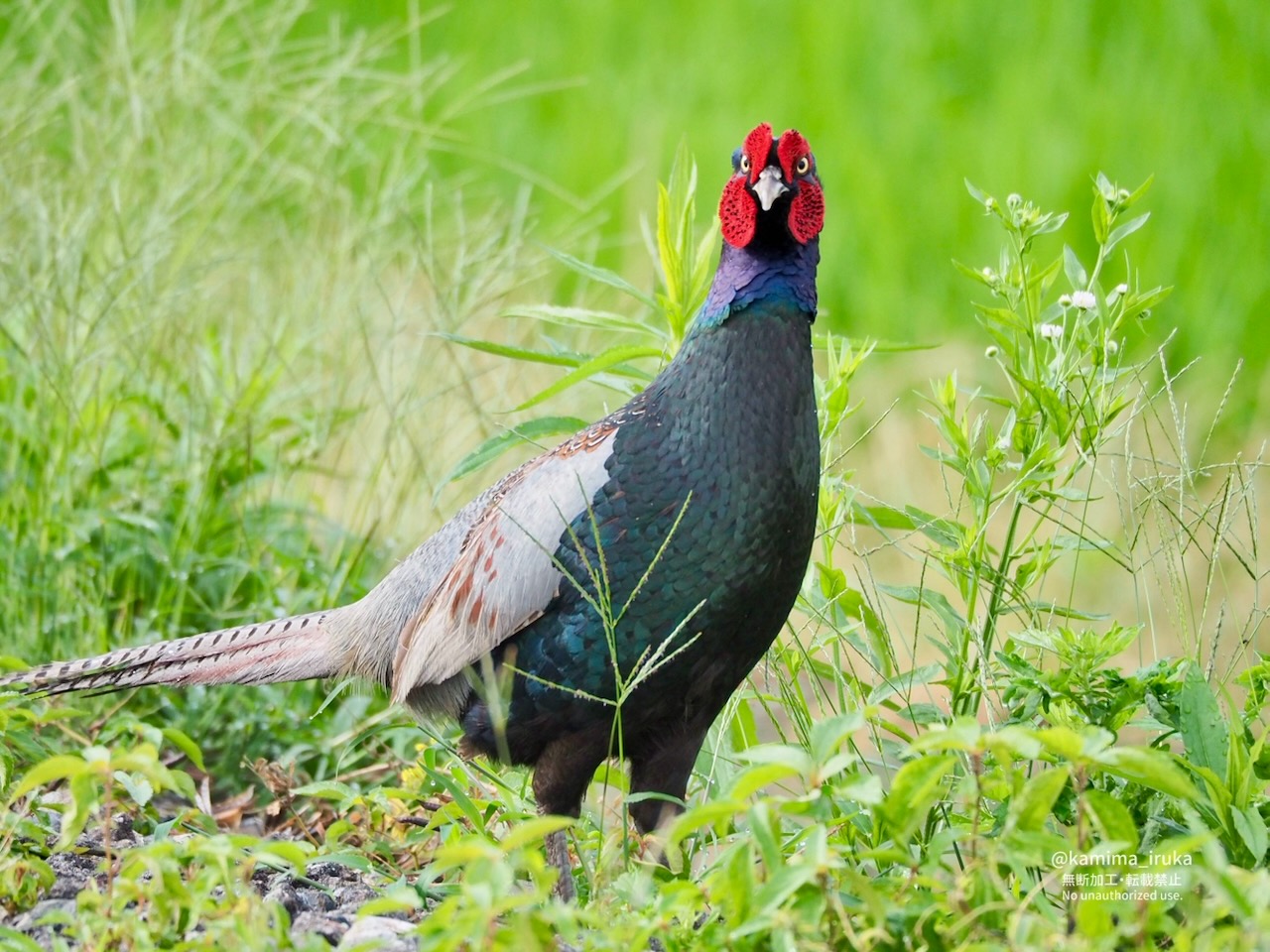 2025/06/26 あささんぽ