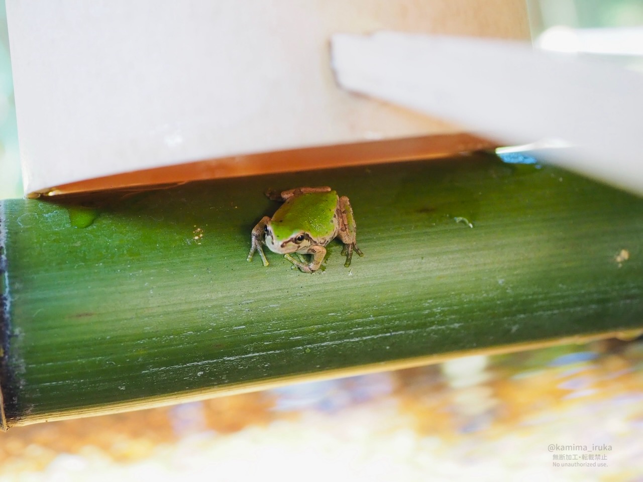 2025/07/22 あささんぽ