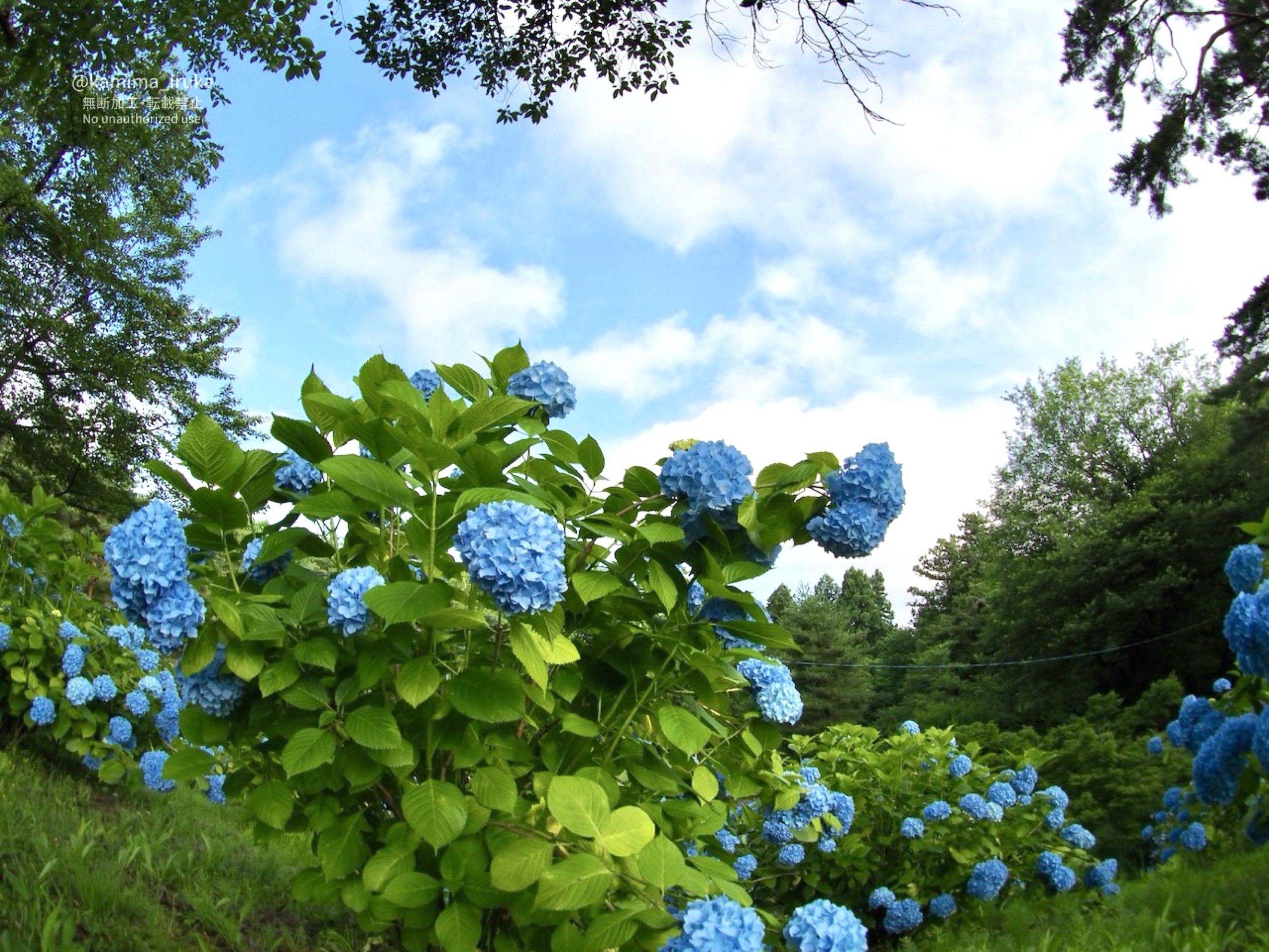 20205/06/29 あささんぽ