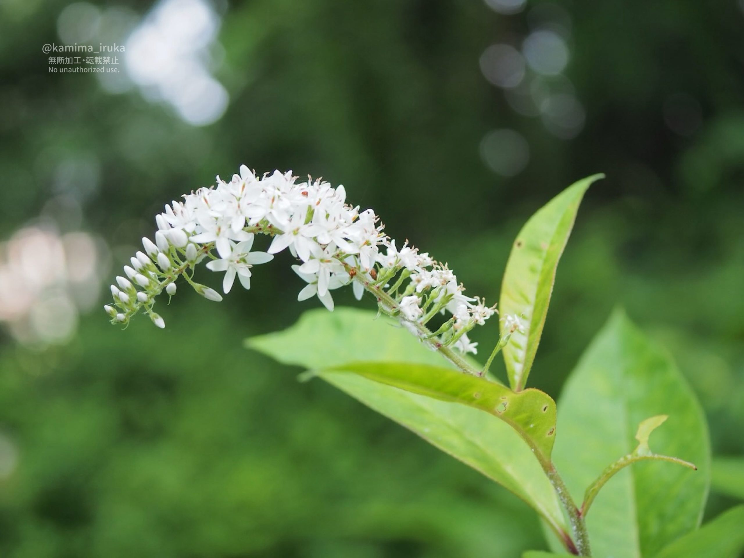 2025/07/03 あささんぽ