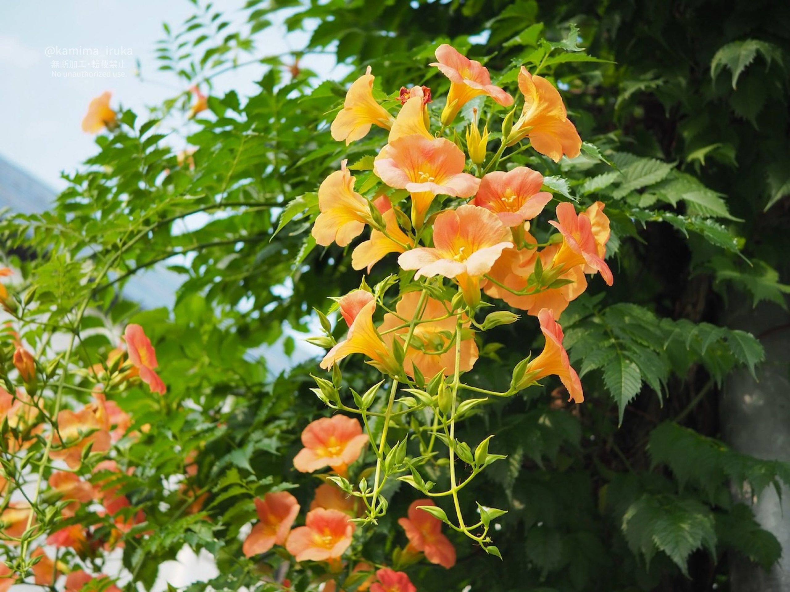 2025/07/08 あささんぽ