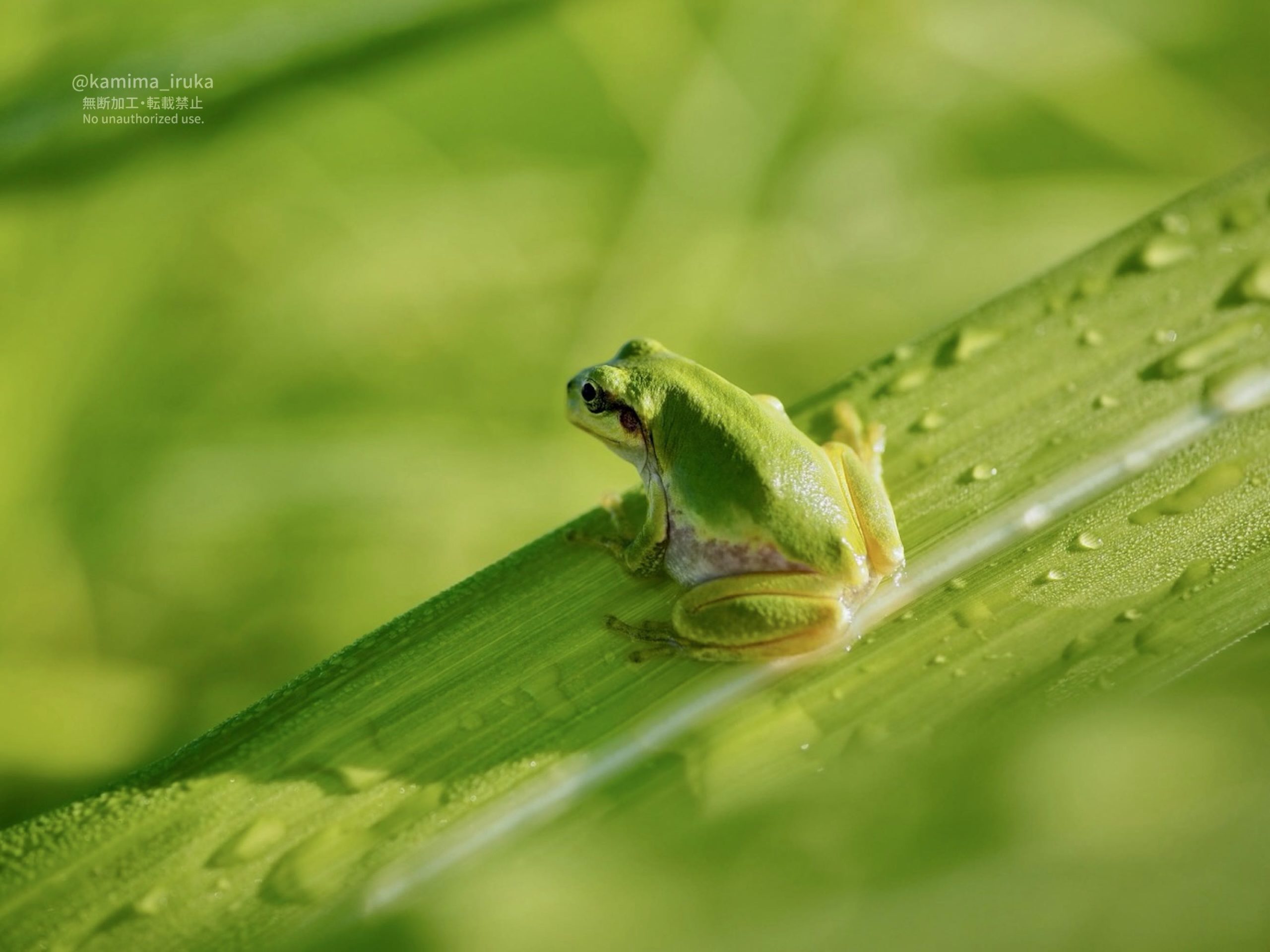 2025/07/16 あささんぽ
