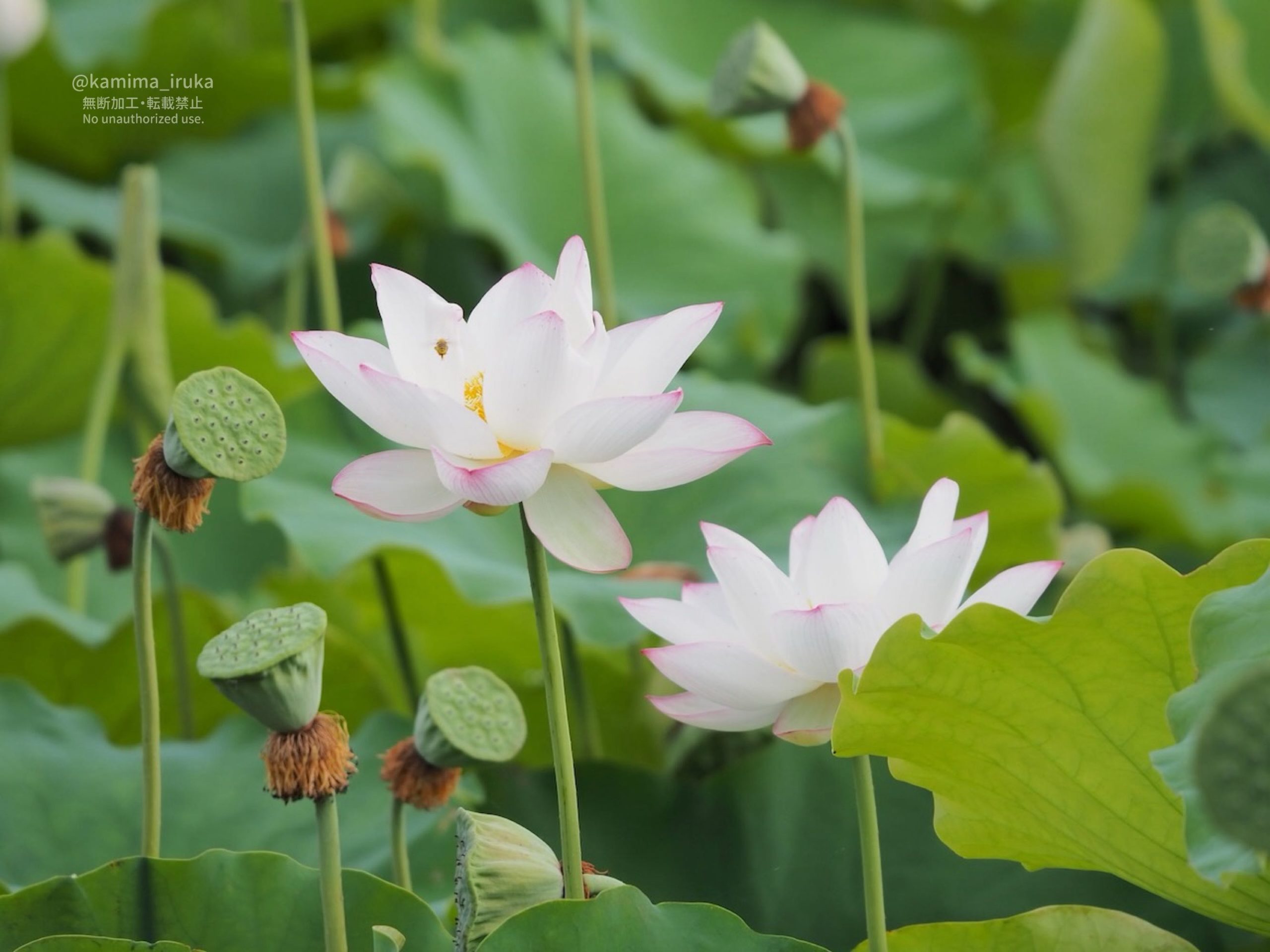 2025/07/17 あささんぽ