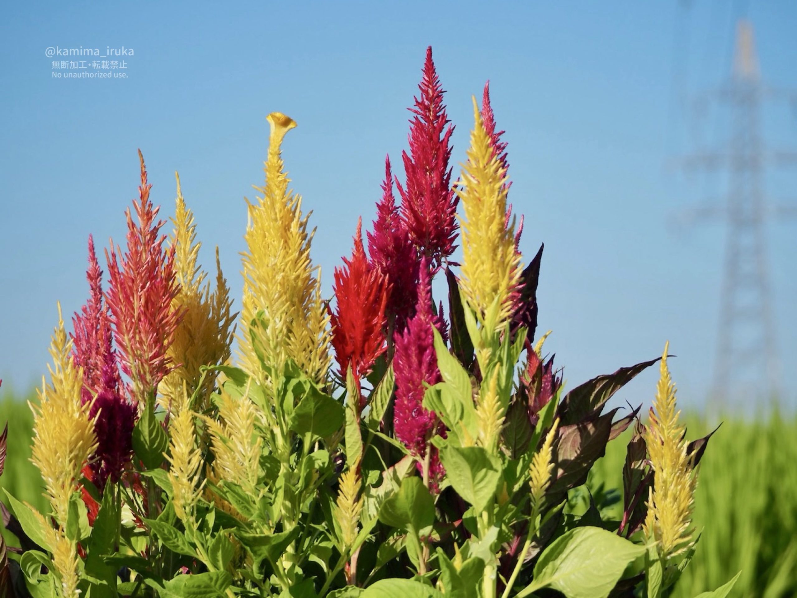 2025/07/21 あささんぽ