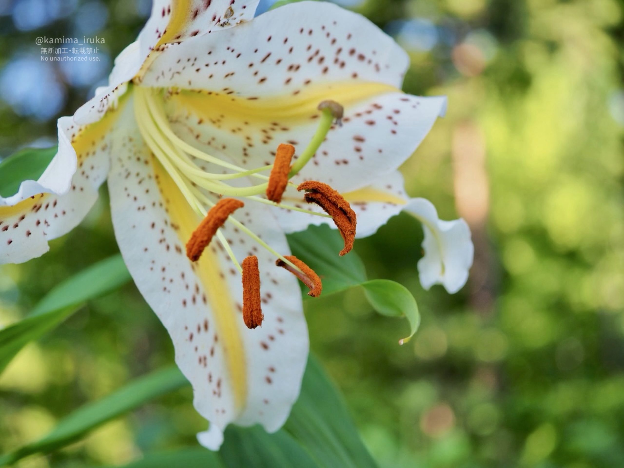 2025/07/24 あささんぽ