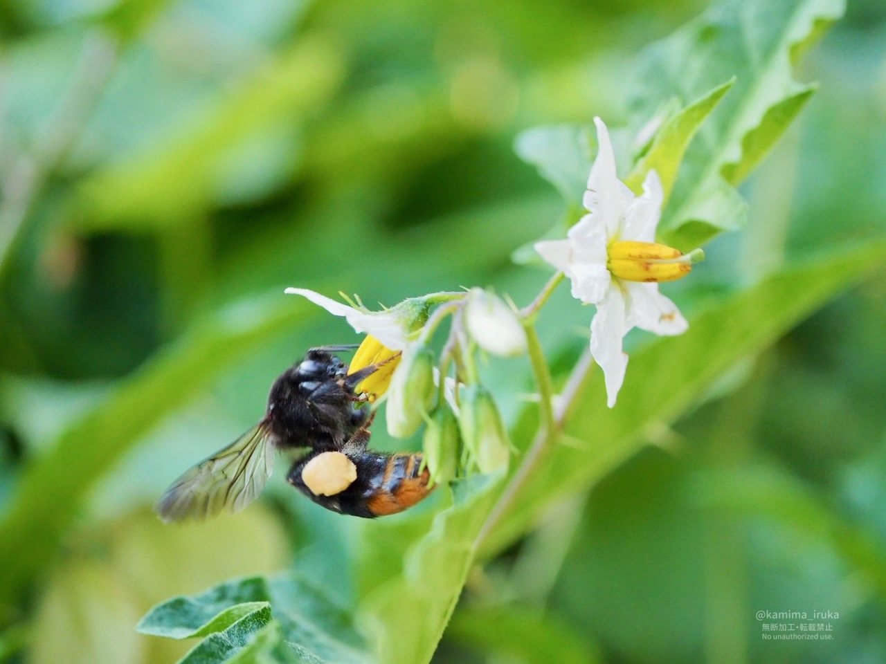 2025/07/30 あささんぽ