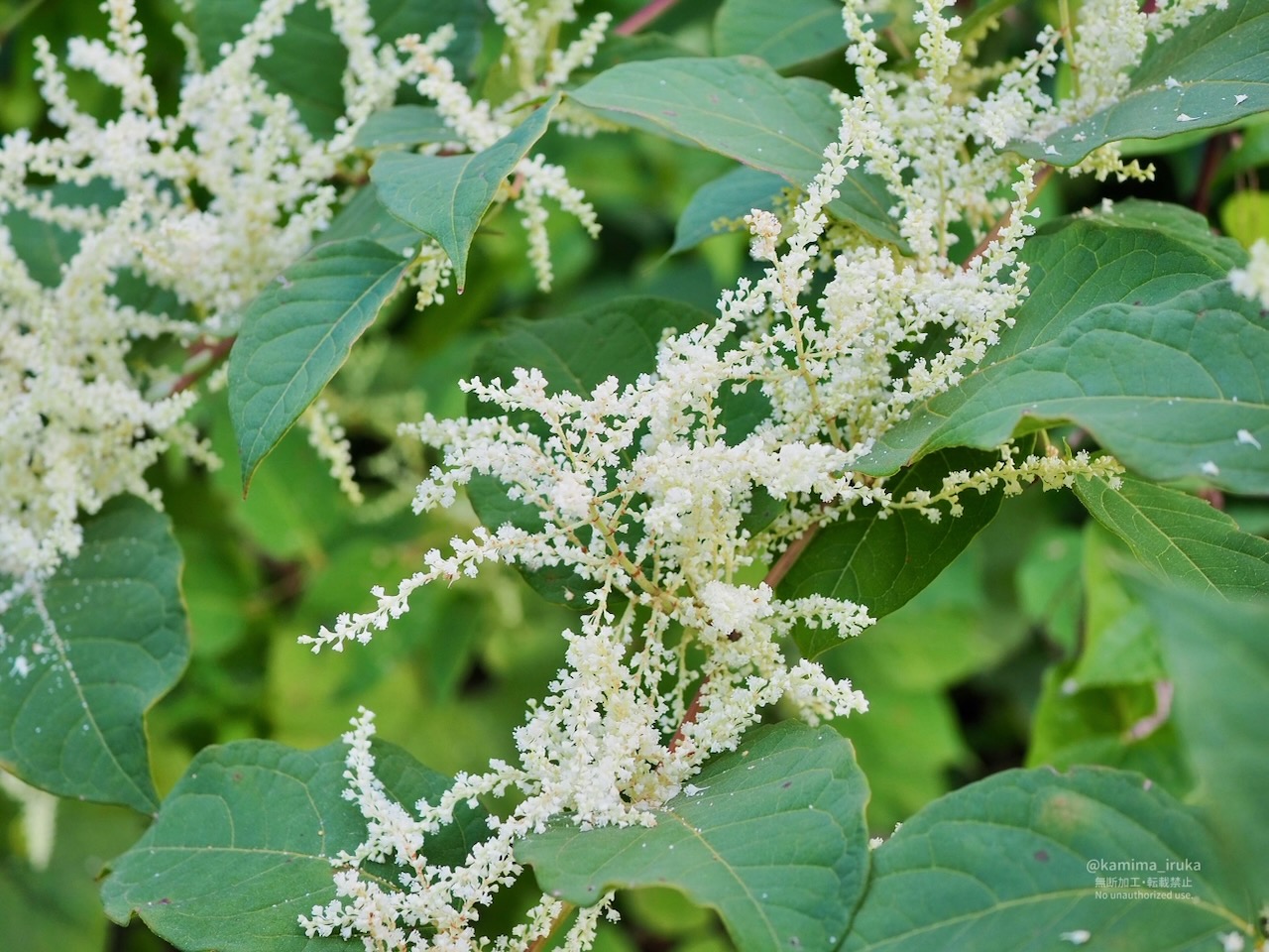 2025/08/25 あささんぽ