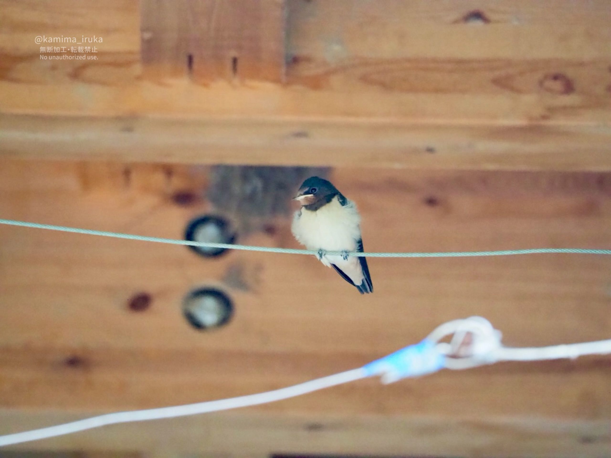 2025/07/27 あささんぽ