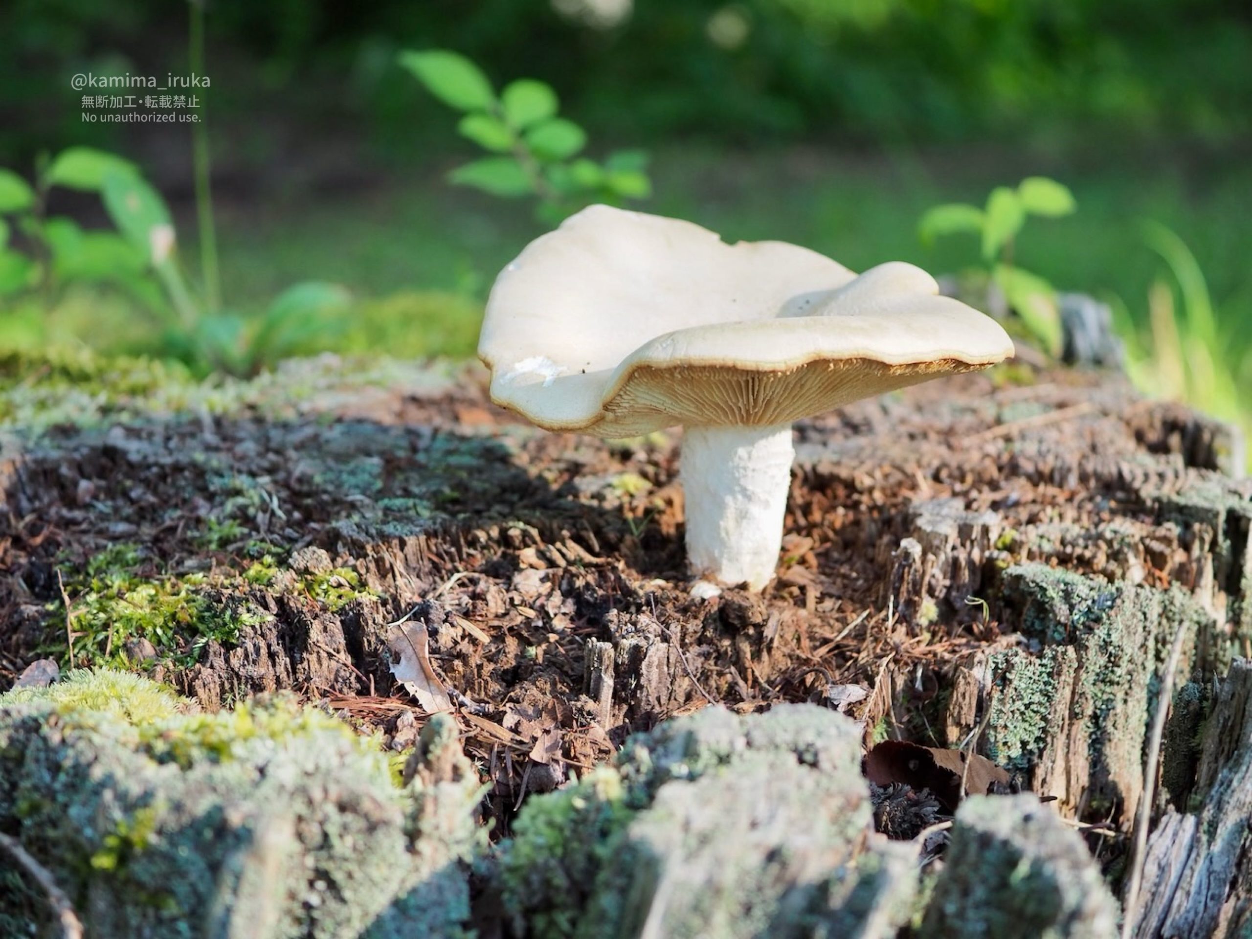 2025/07/31 あささんぽ