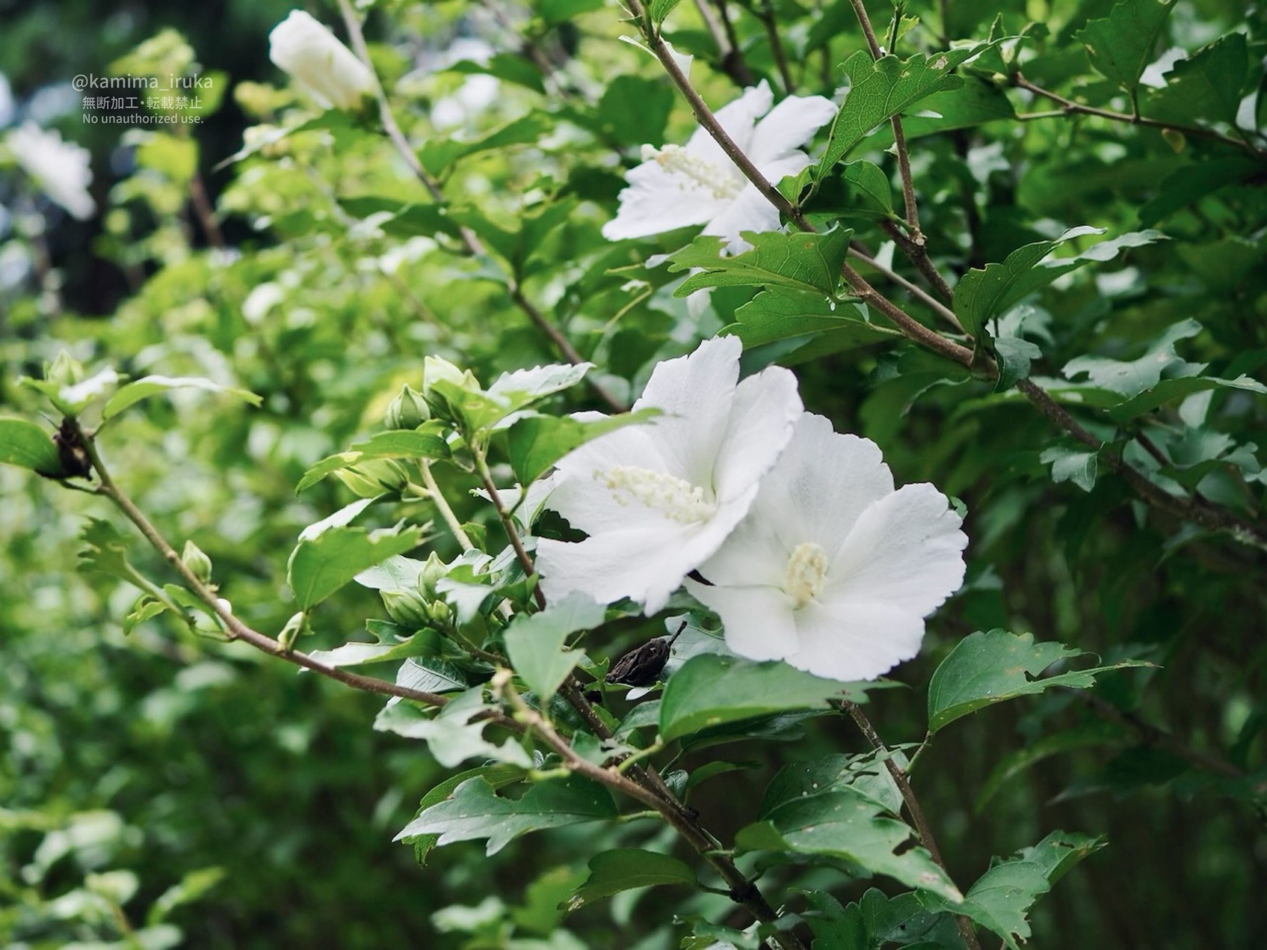 2025/08/14 あささんぽ