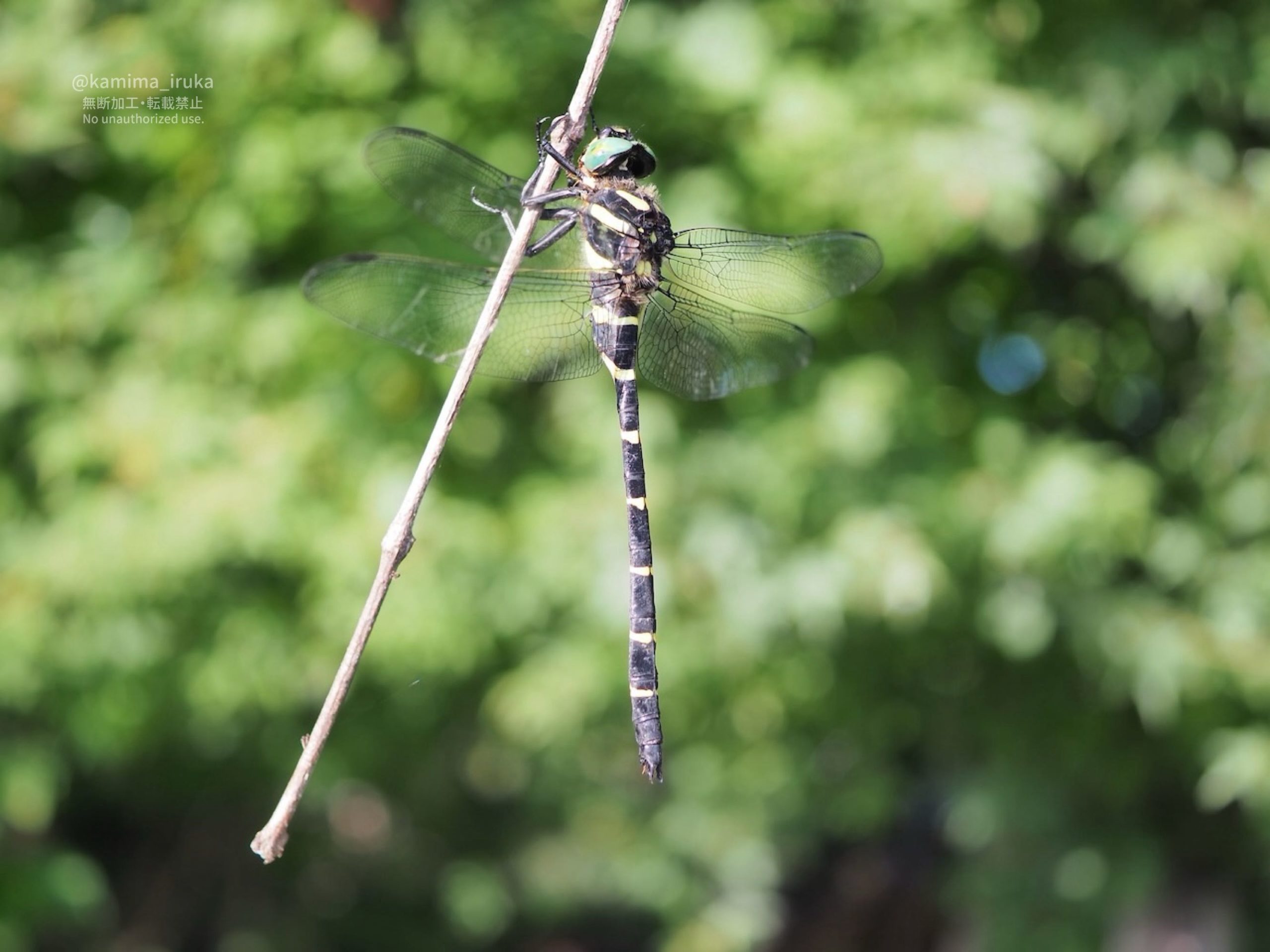 2025/08/15 あささんぽ