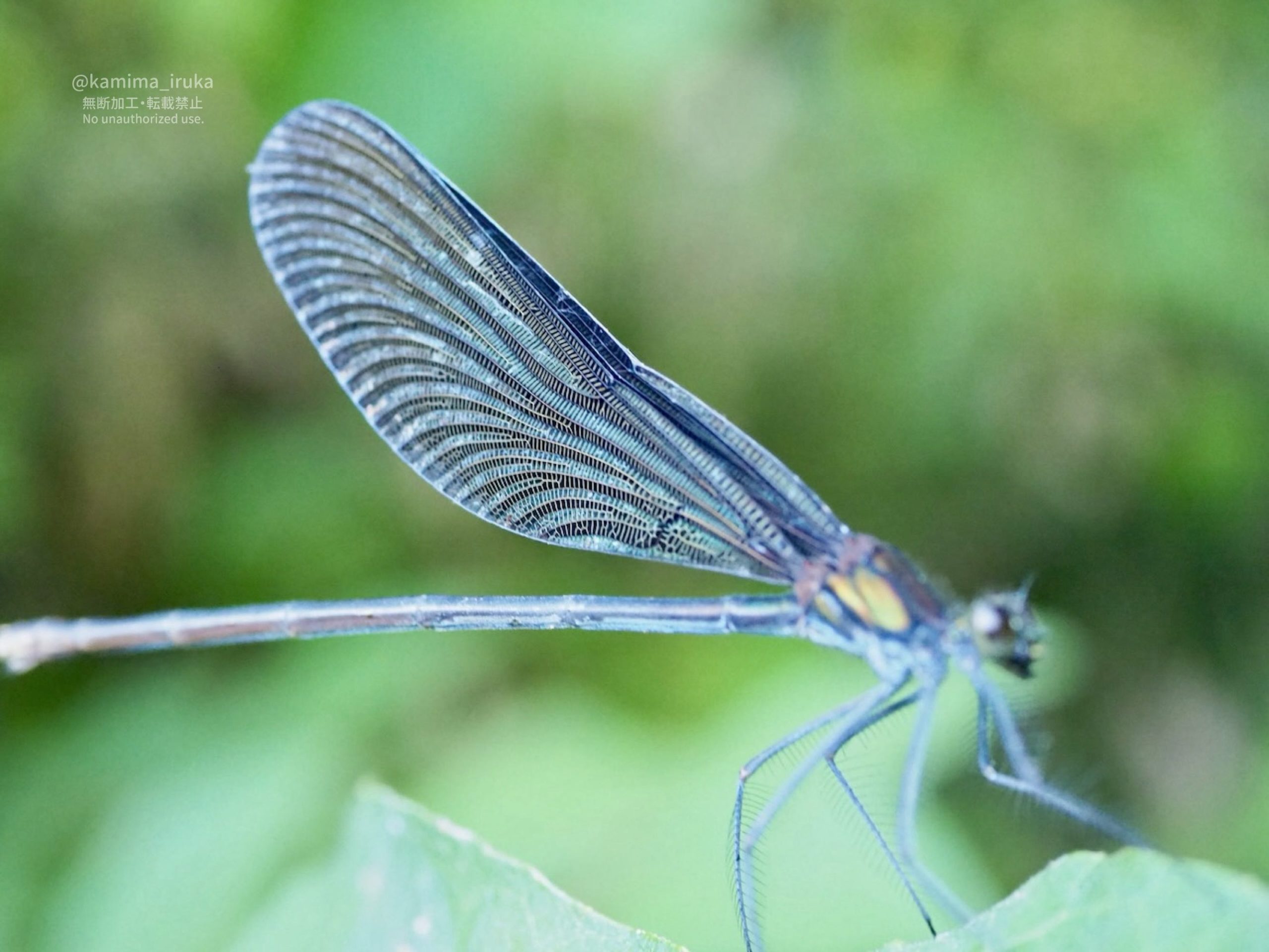 2025/08/19 あささんぽ