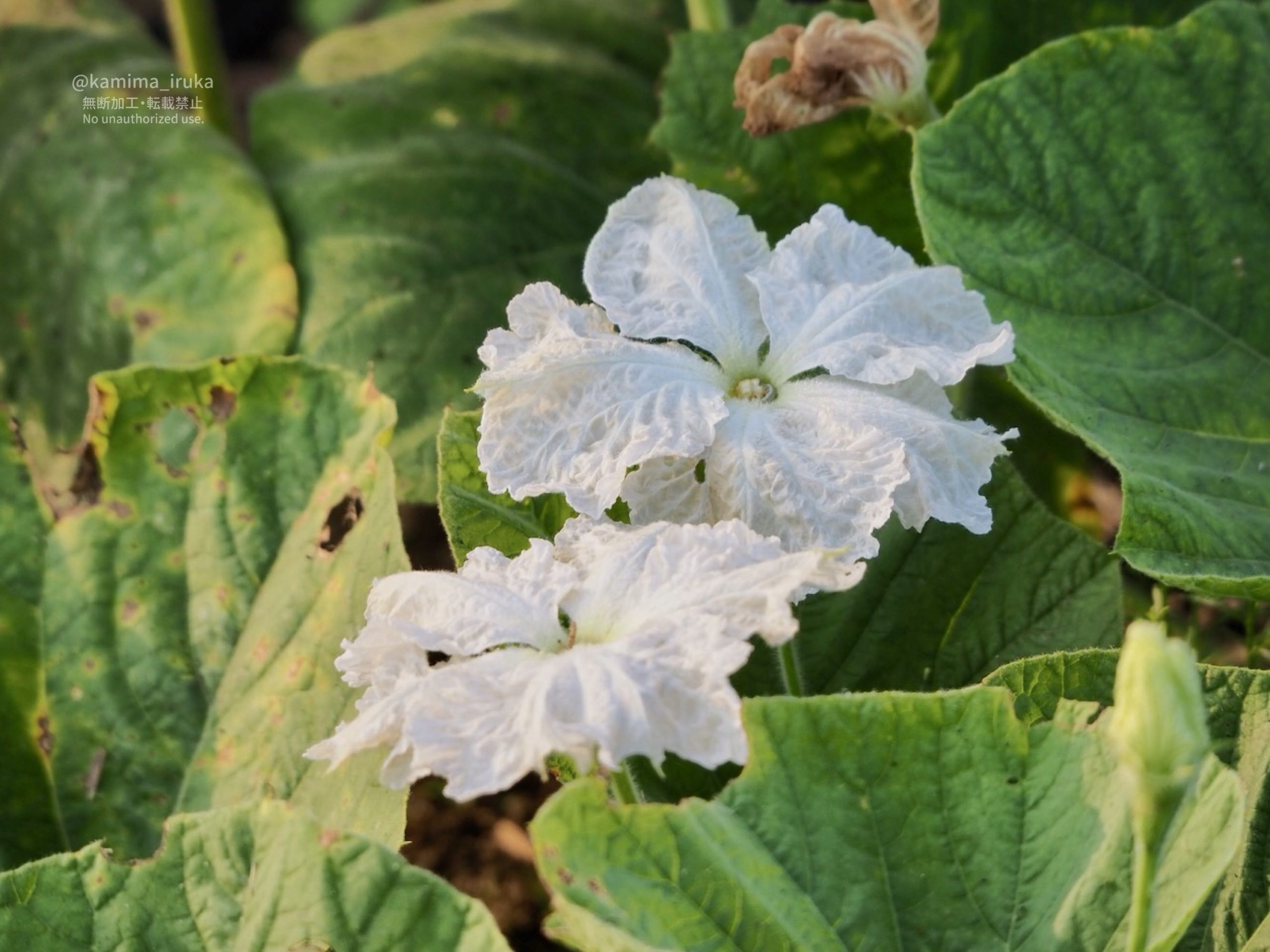 2025/08/20 あささんぽ