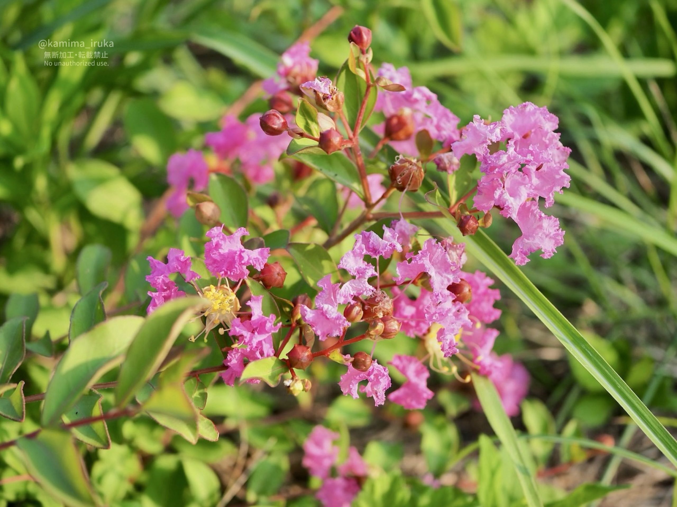 2025/08/24 あささんぽ