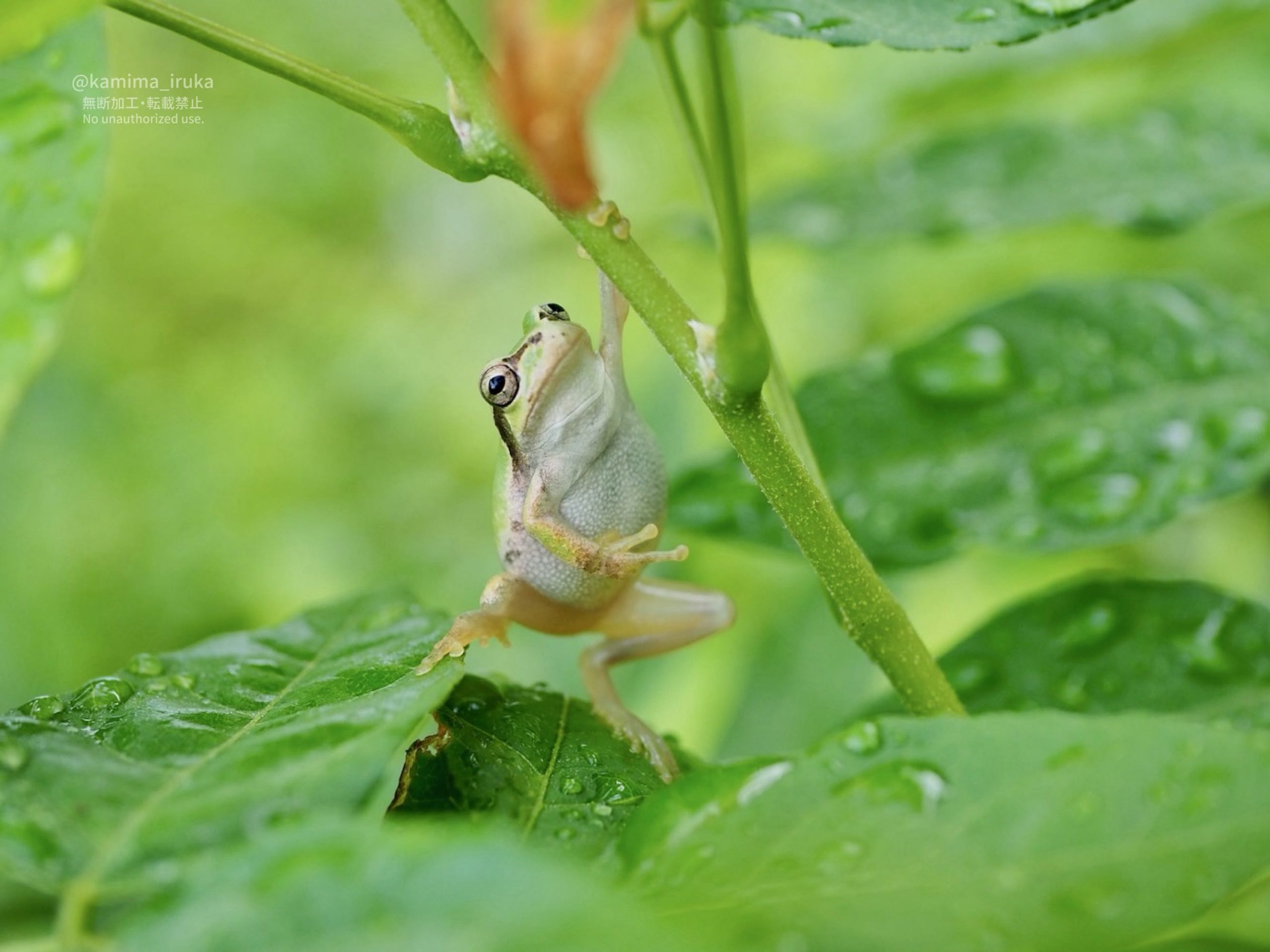 2025/08/28 あささんぽ