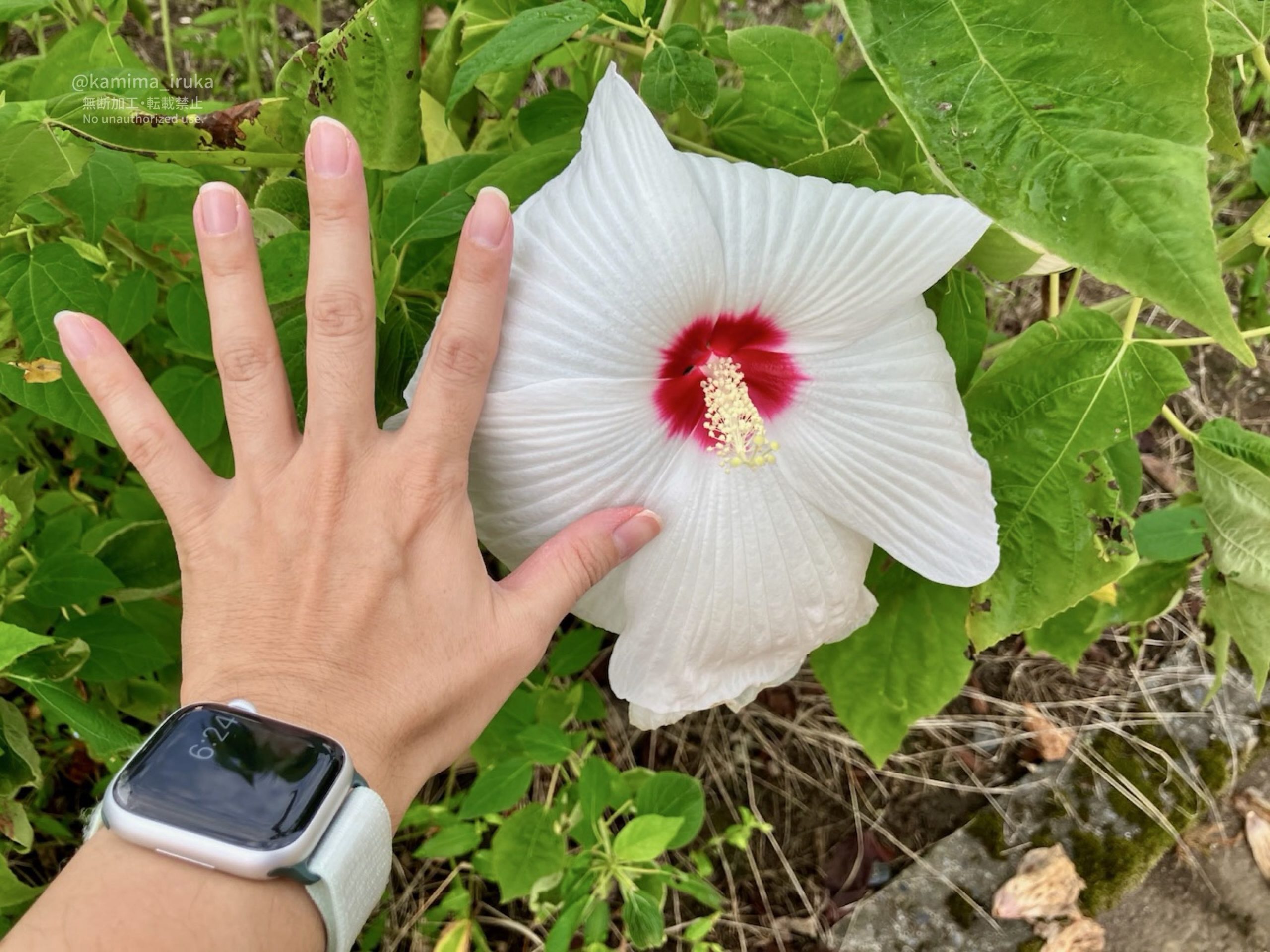 2025/09/06 あささんぽ