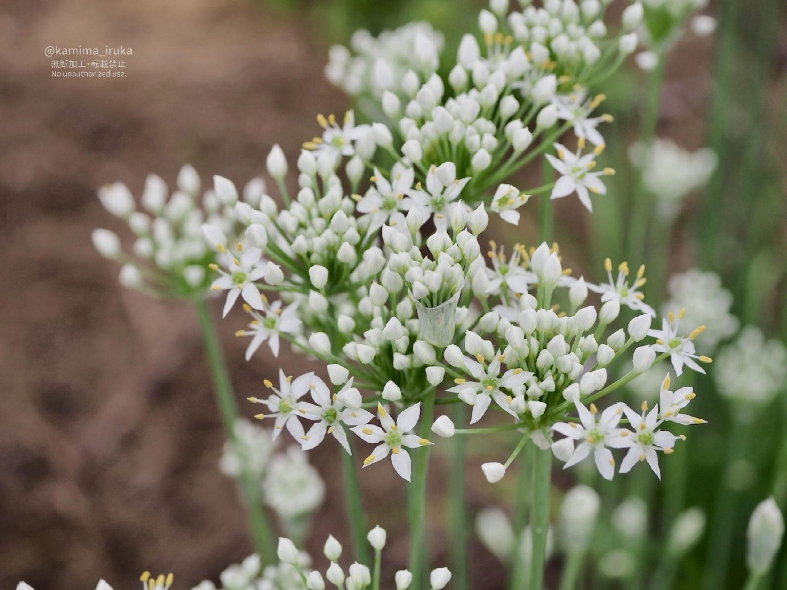 2025/09/07 あささんぽ