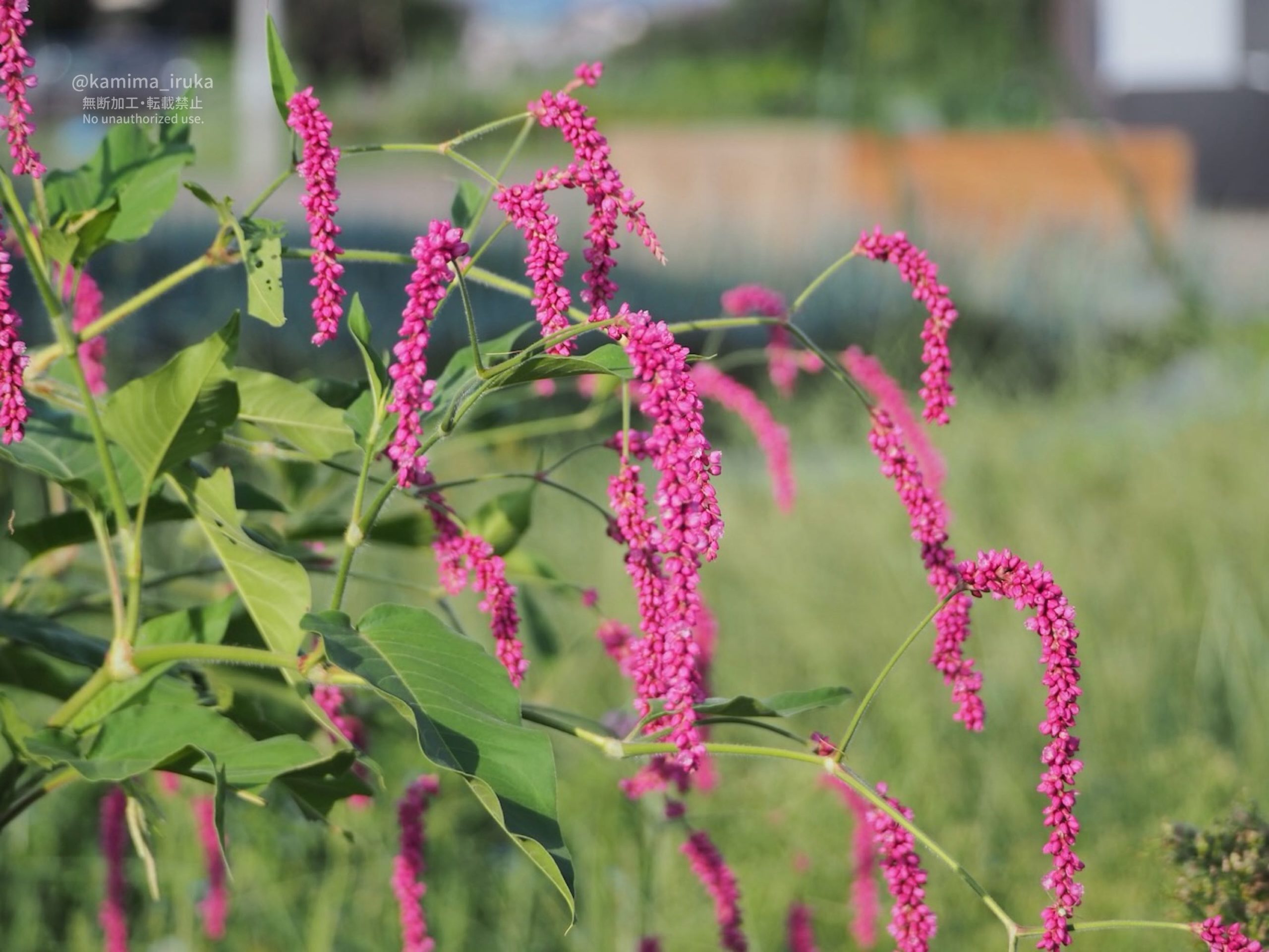 2025/09/10 あささんぽ