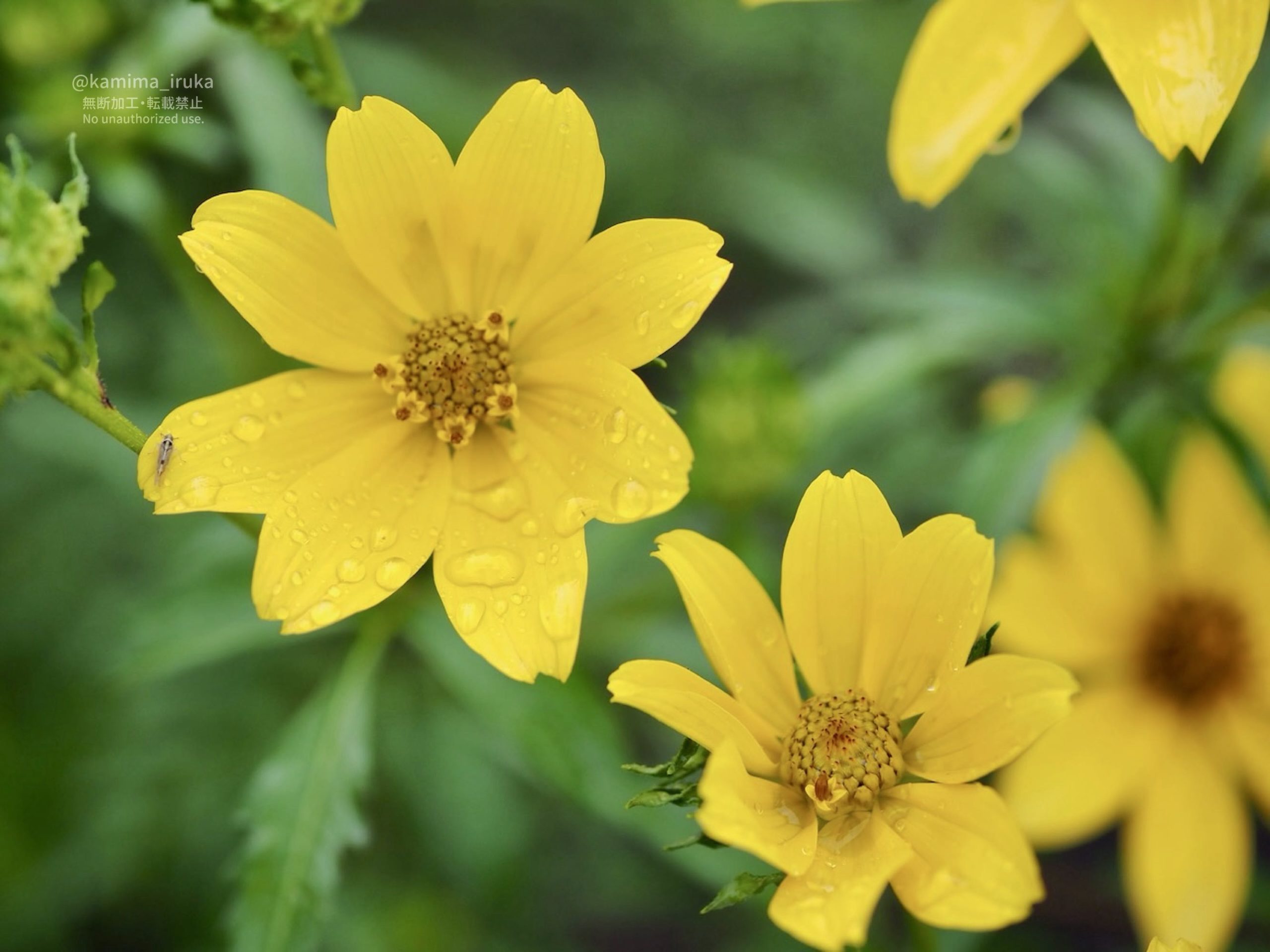 2025/09/15 あささんぽ