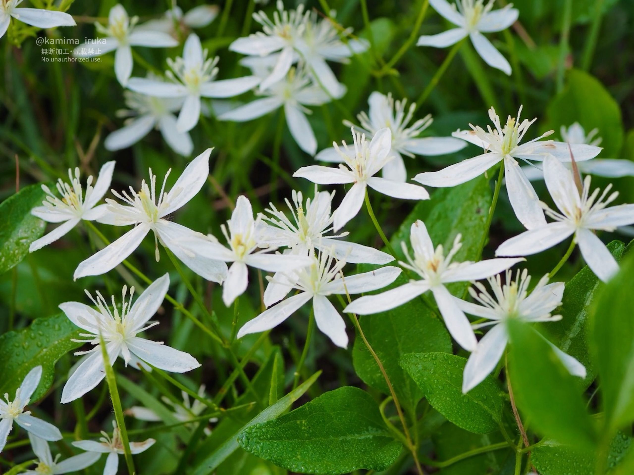 2025/09/16 あささんぽ