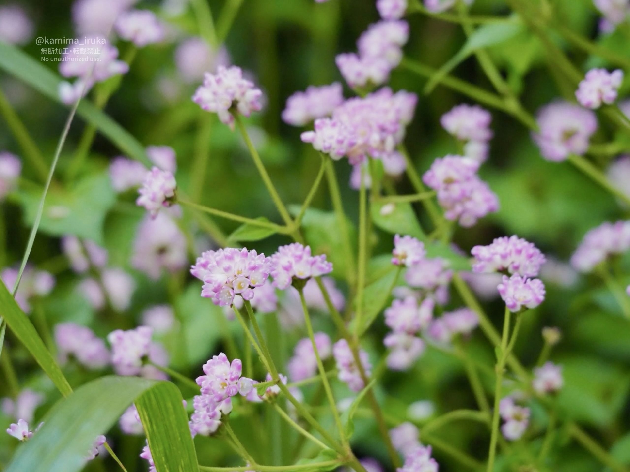 2025/10/09 あささんぽ