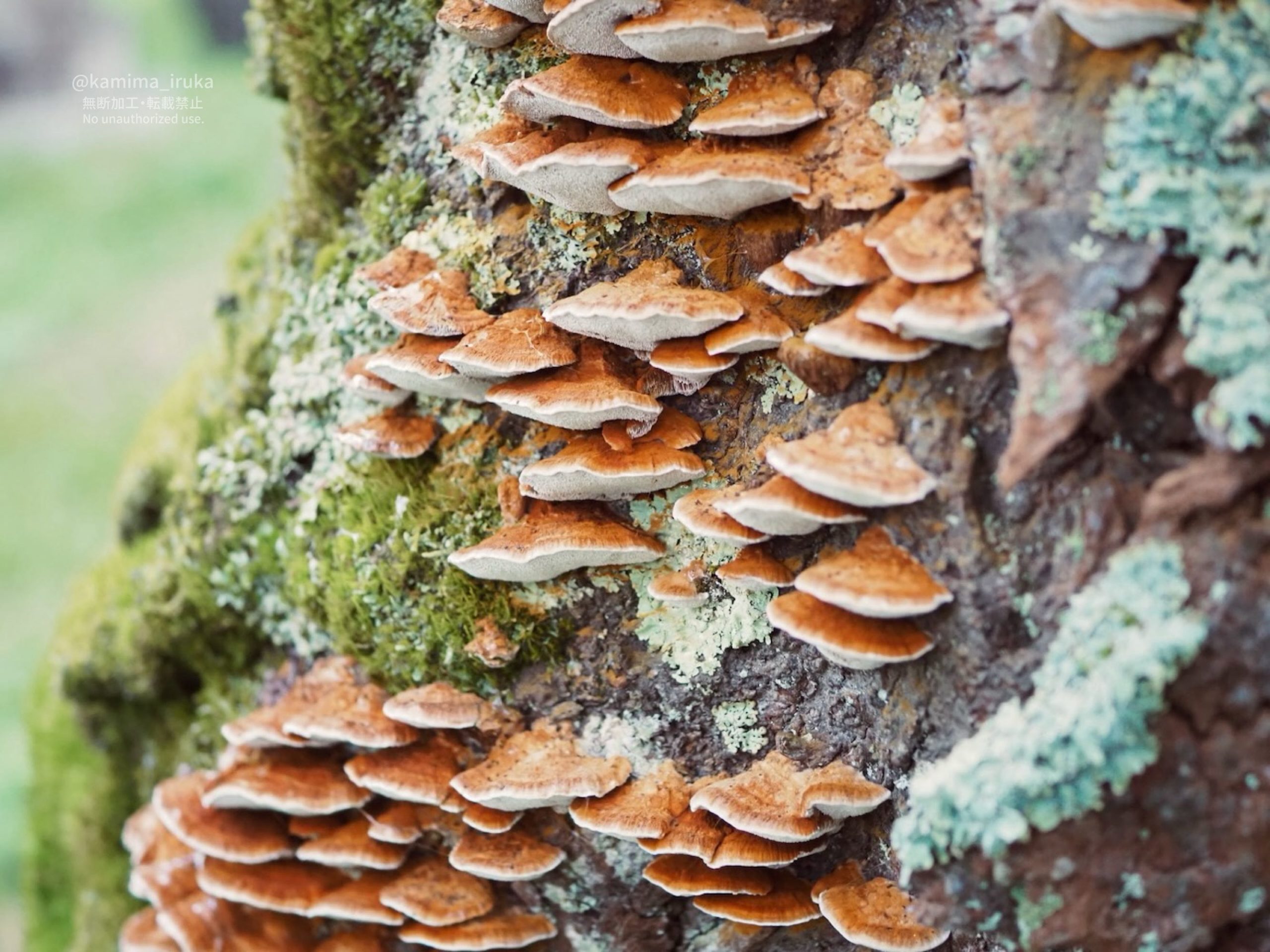 2025/10/12 あささんぽ