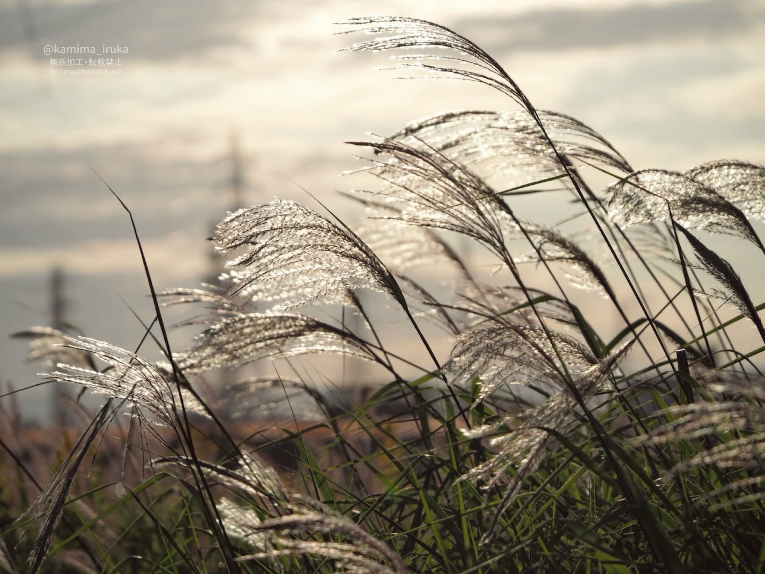 2025/10/15 ゆうがたさんぽ