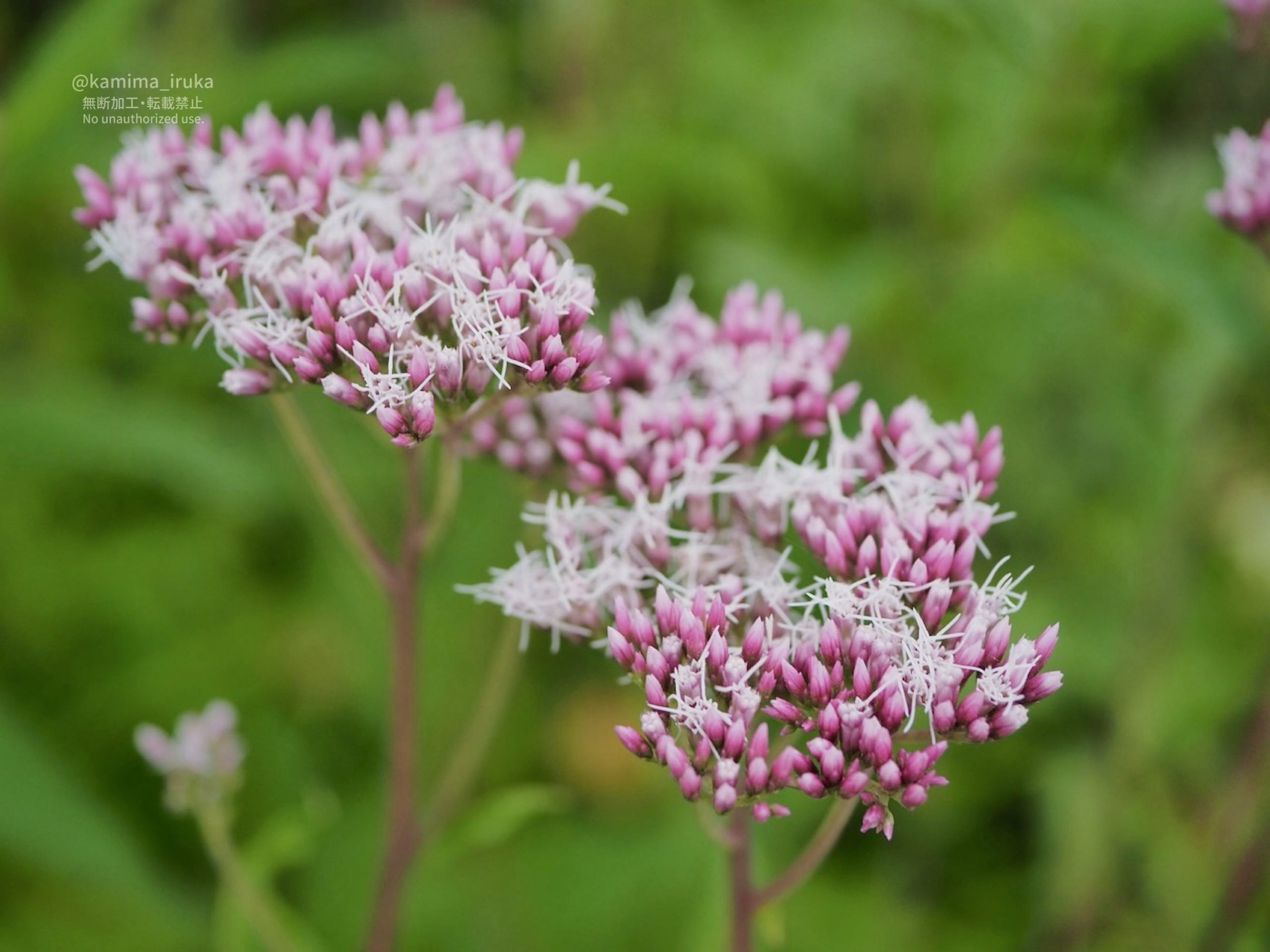 2025/10/22 あささんぽ