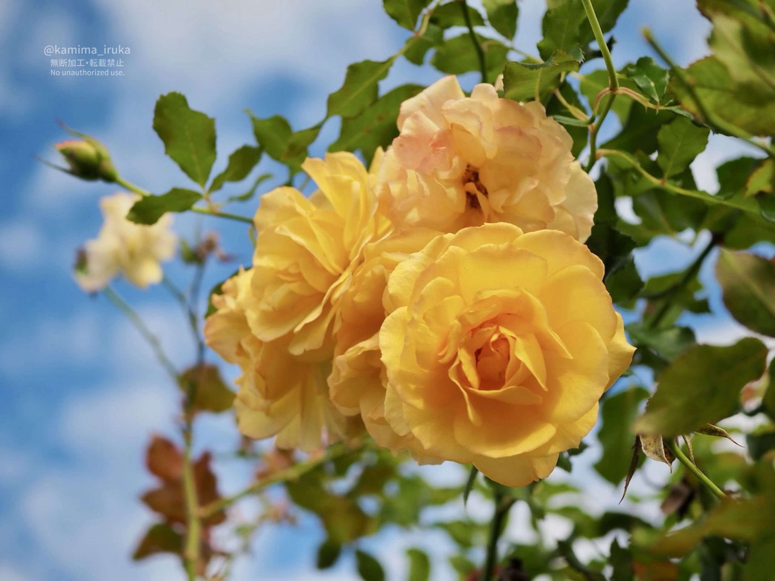 2025/10/23 あささんぽ