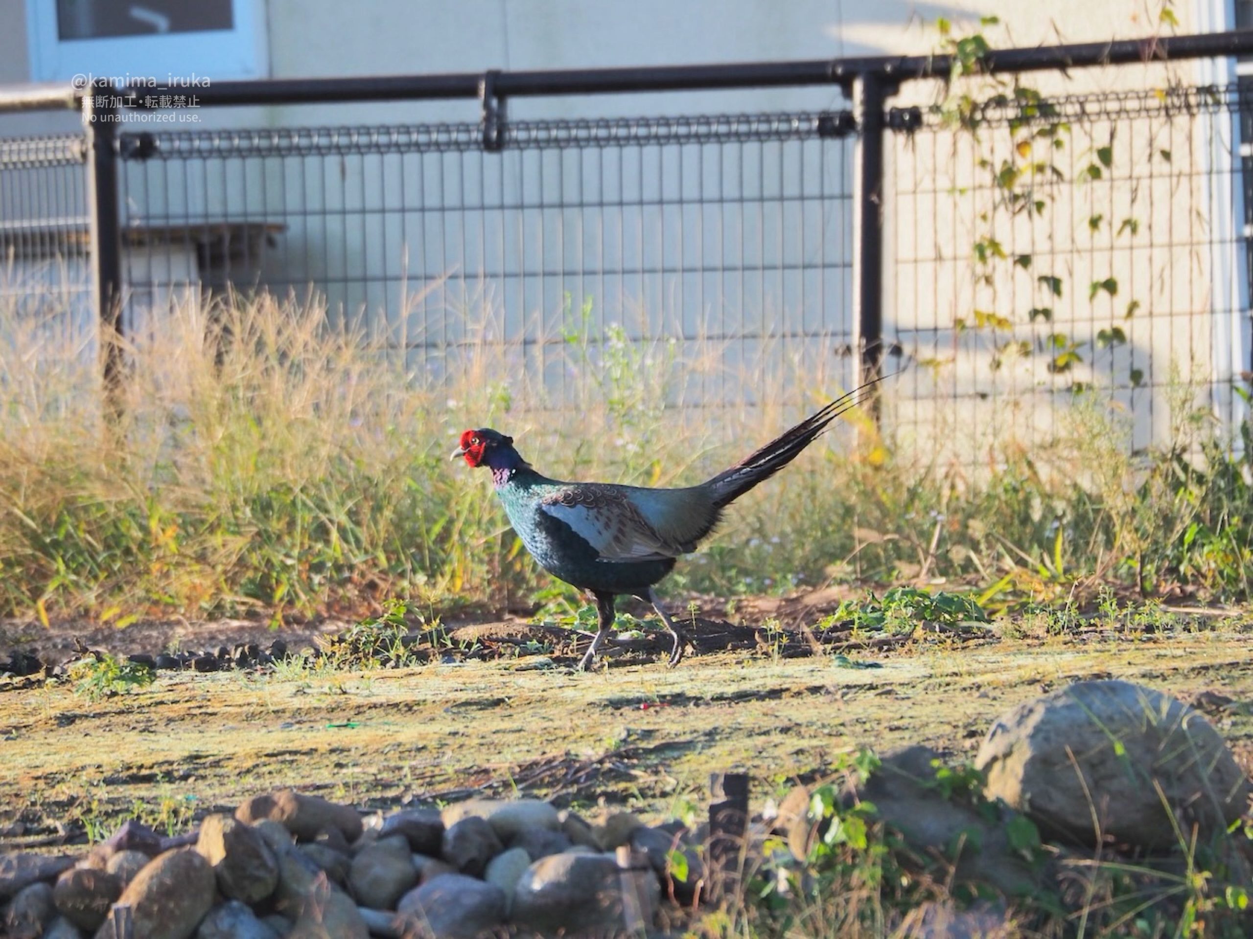 2025/10/24 あささんぽ