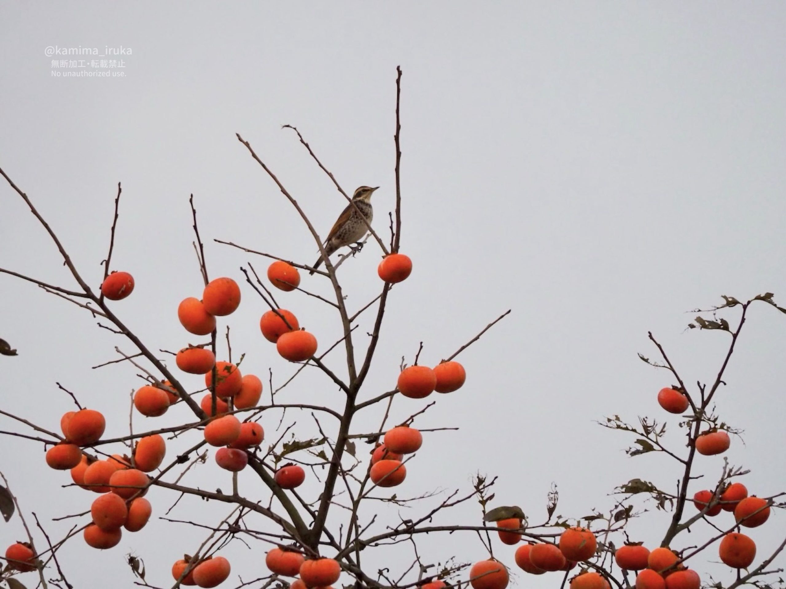 2025/11/15 あささんぽ