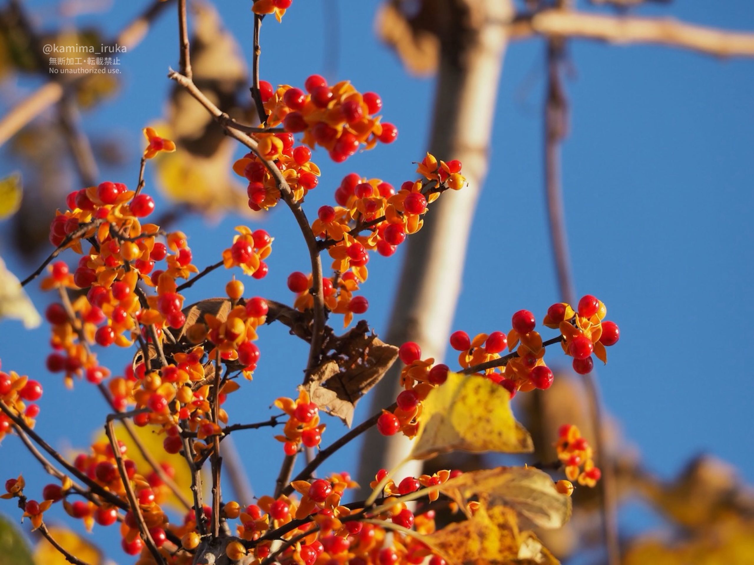 2025/11/17 あささんぽ